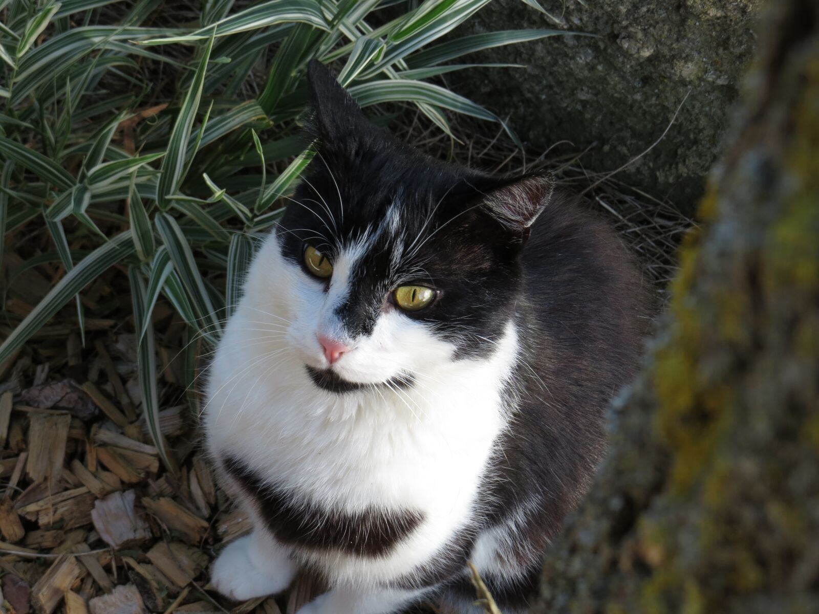 Canon PowerShot SX50 HS sample photo. Cat, tree, nature photography