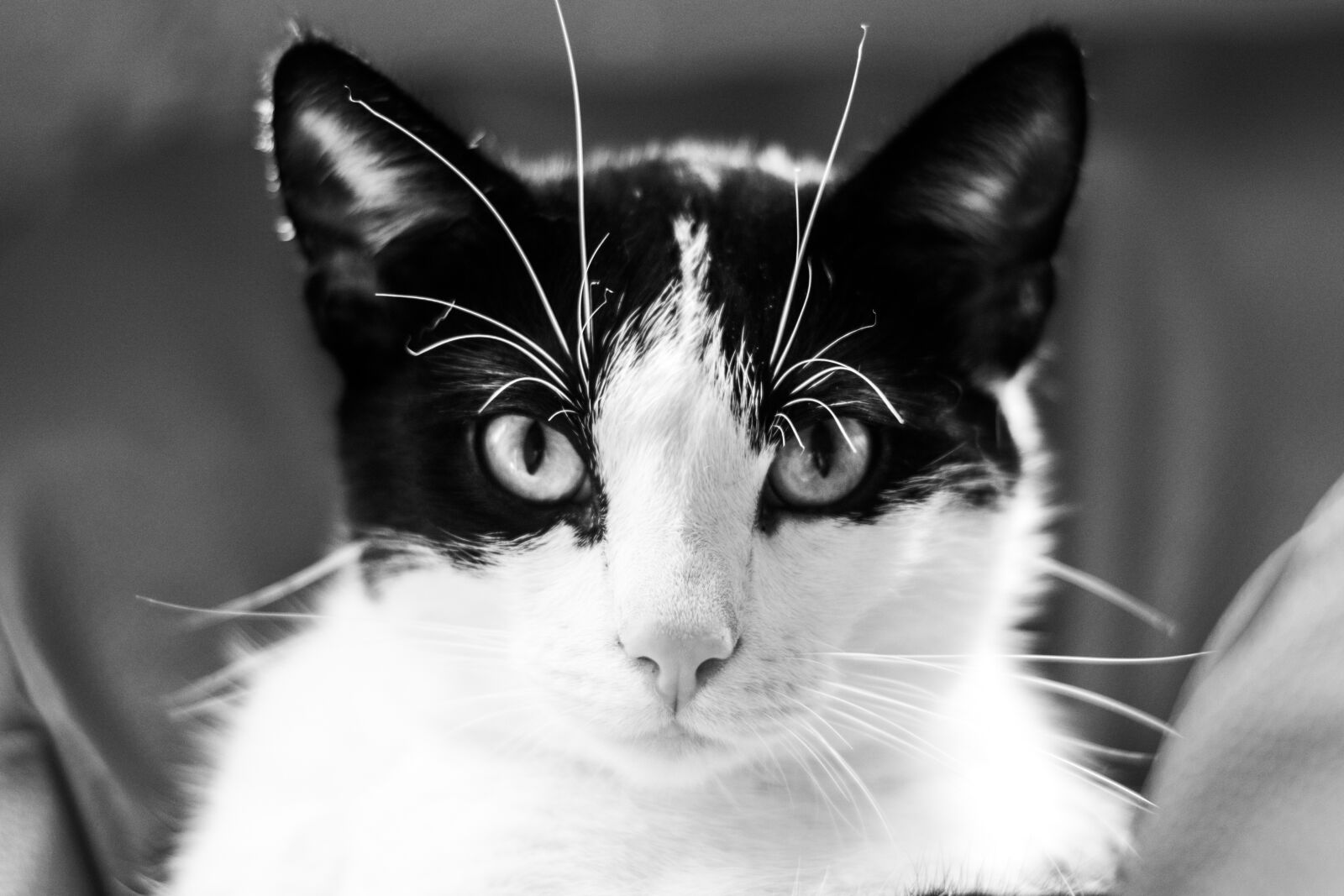Nikon D5200 sample photo. Cat, kitten, tomcat photography