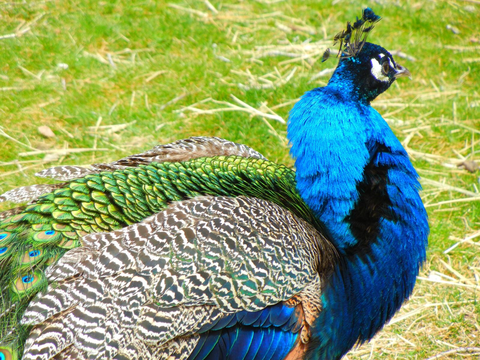 Nikon Coolpix S8100 sample photo. Birds, peacock, zoo photography