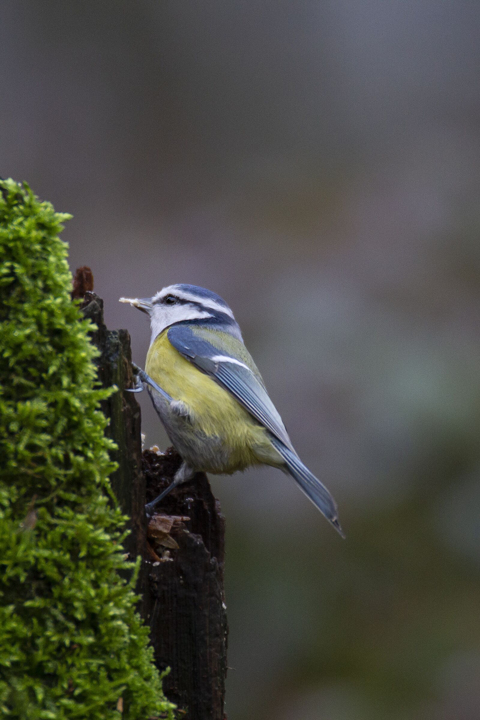 Canon EOS 7D sample photo. Titmouse, kékcinege, bird photography