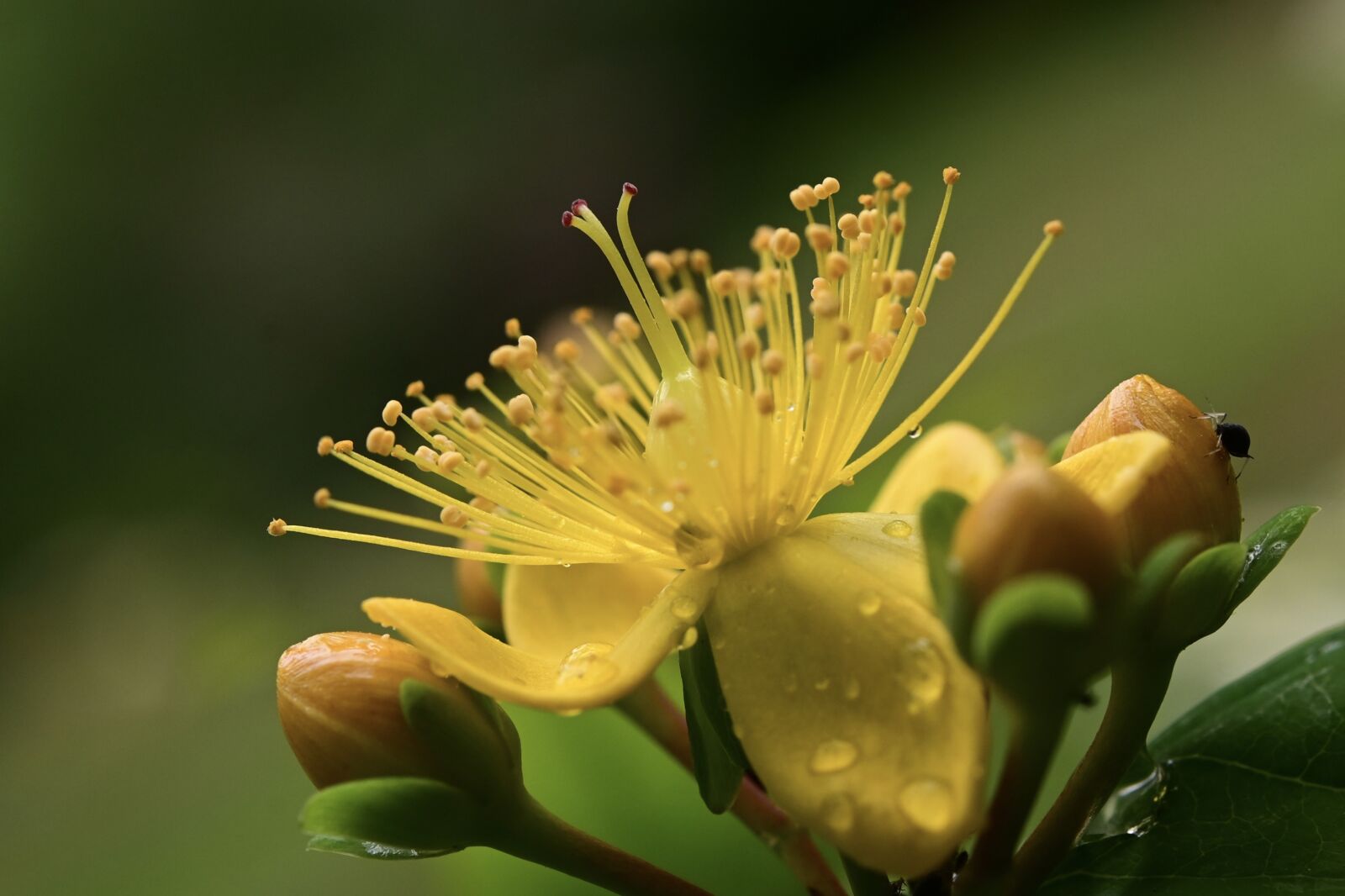 Nikon Z6 sample photo. St john's wort, flower photography