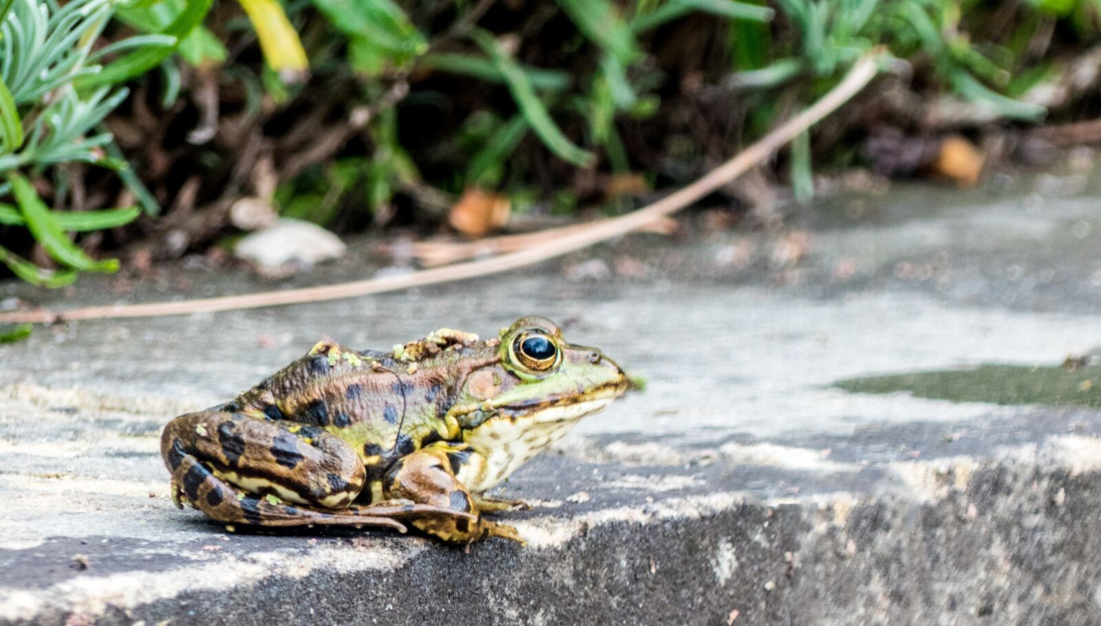 Panasonic Lumix DMC-FZ300 sample photo. Frog, toad, water photography