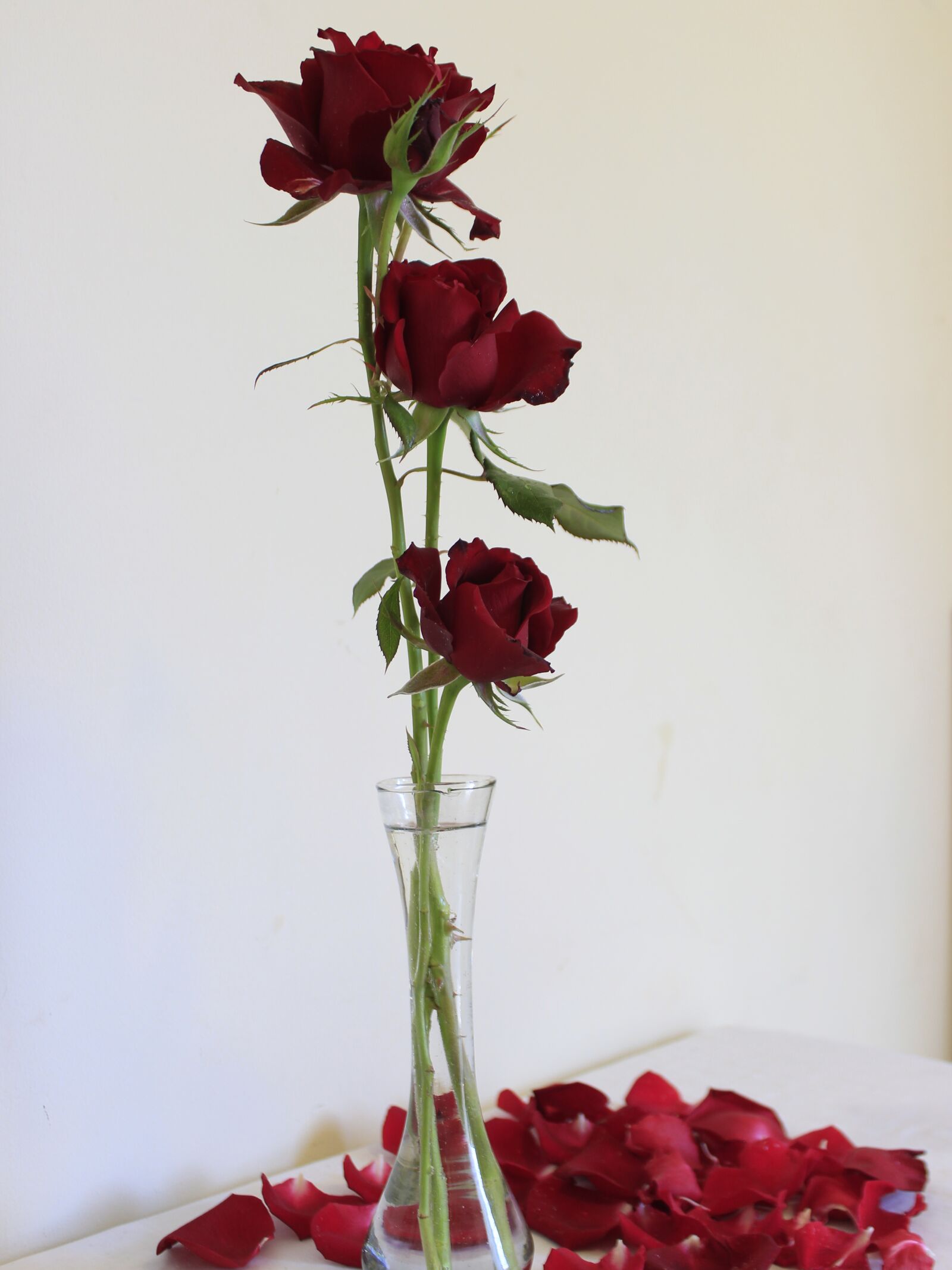 Canon EOS 600D (Rebel EOS T3i / EOS Kiss X5) sample photo. Rosa, nature, flower photography