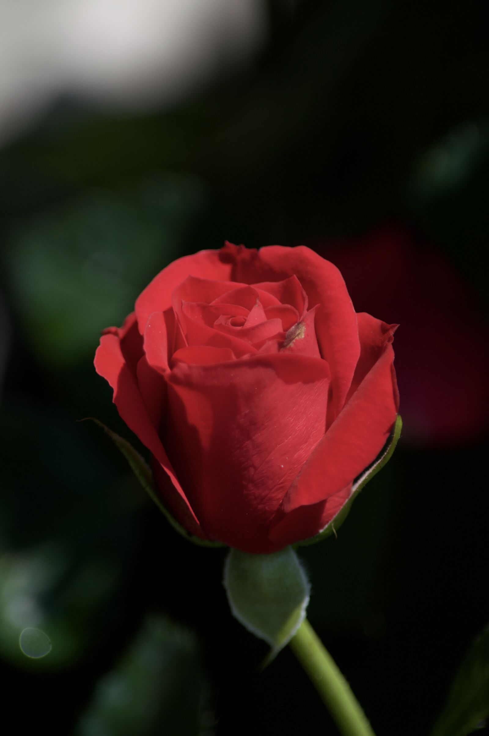 Nikon D3200 sample photo. Red rose, pink, nature photography