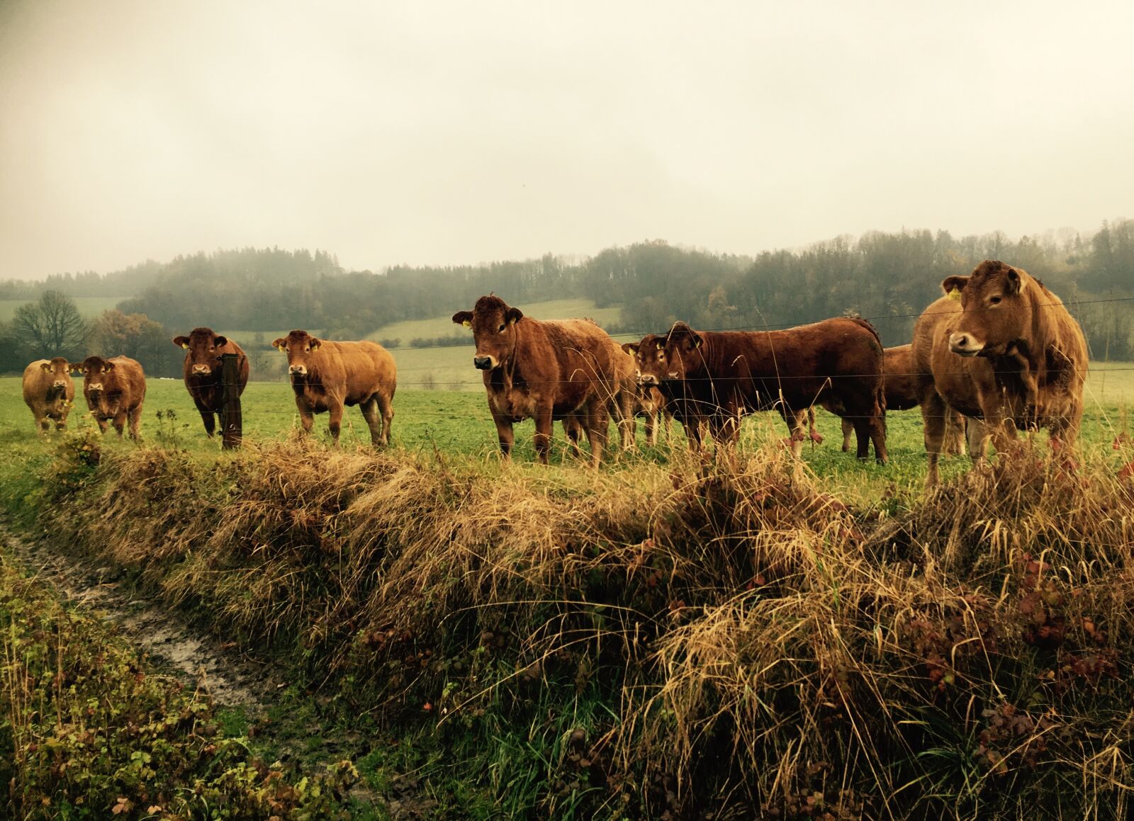 iPhone SE back camera 4.15mm f/2.2 sample photo. Bull, nature, grass photography
