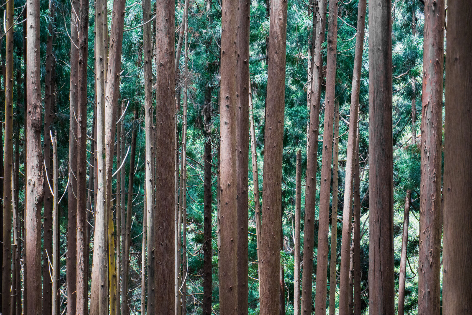 Sony E 16-50mm F3.5-5.6 PZ OSS sample photo. Forest, trees, wood photography
