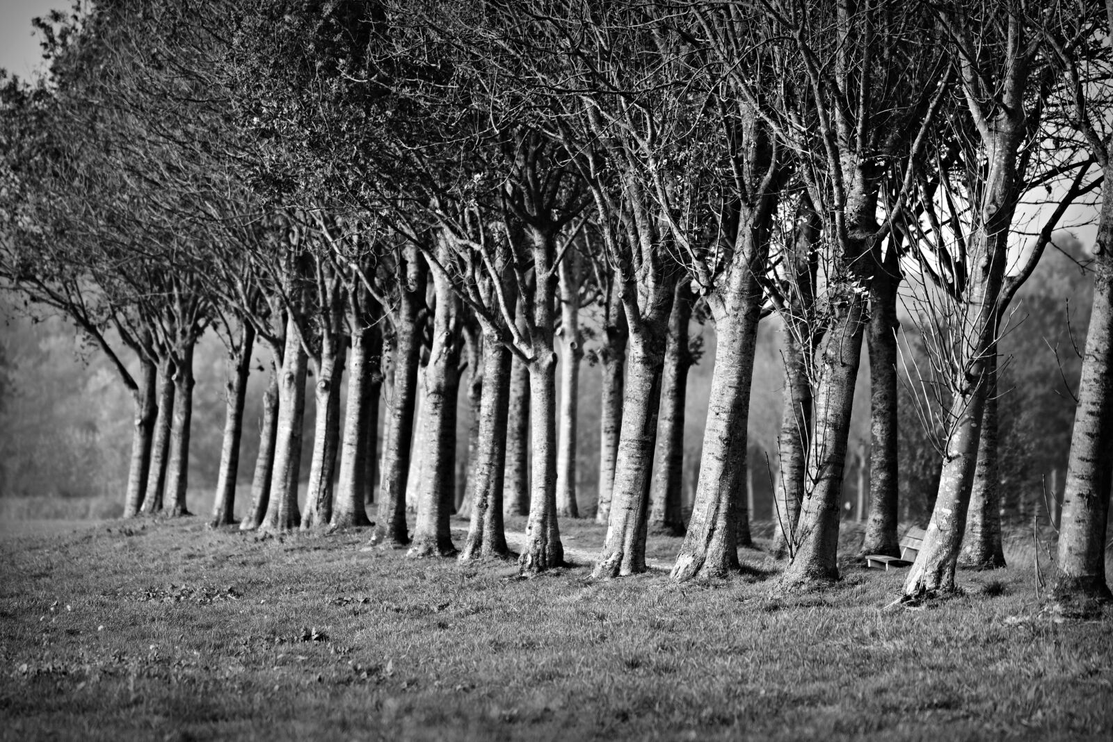 Nikon D750 sample photo. Row of tree, tree photography
