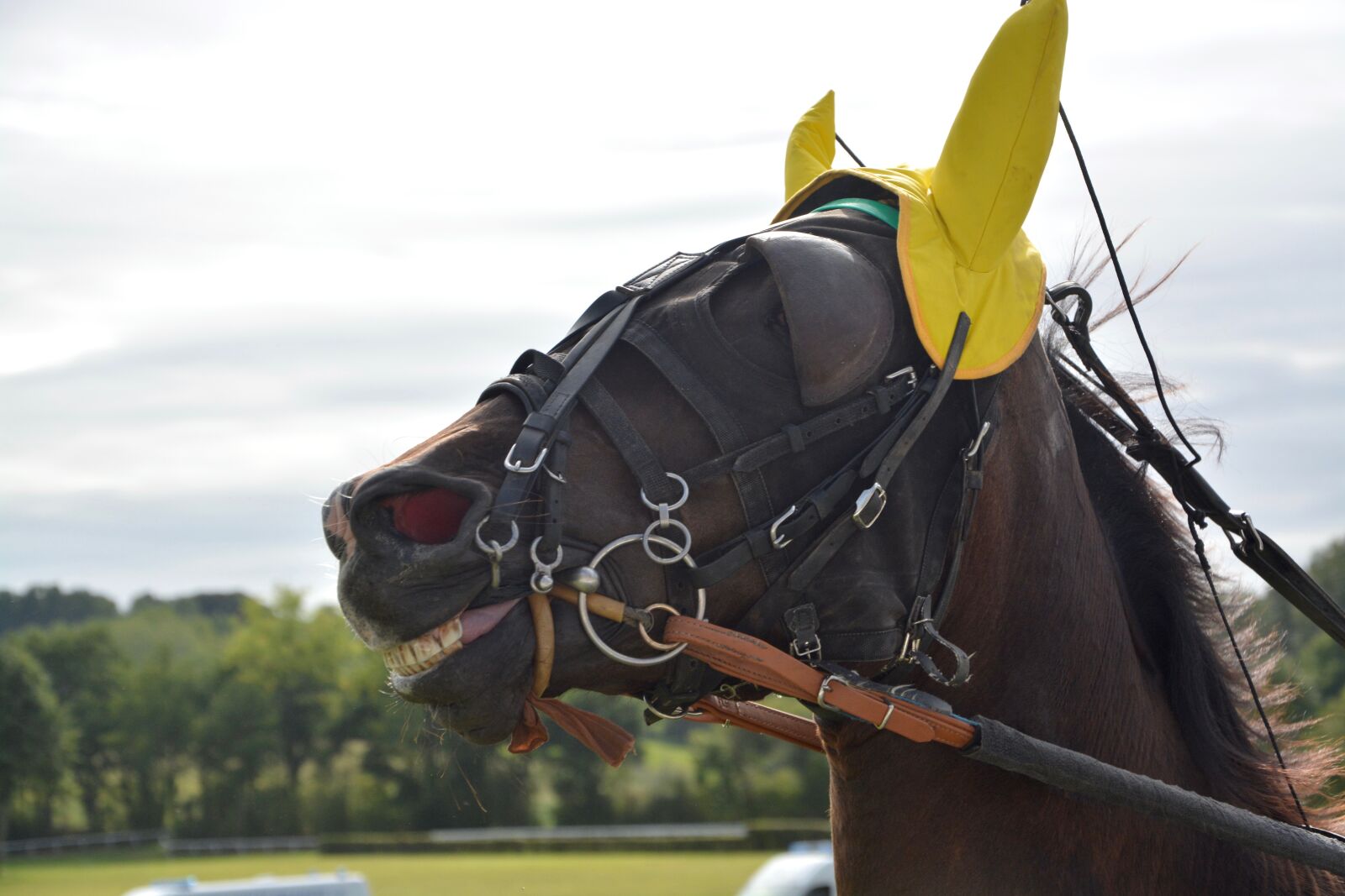 Nikon D5200 sample photo. Horse, horse racing, bonnet photography