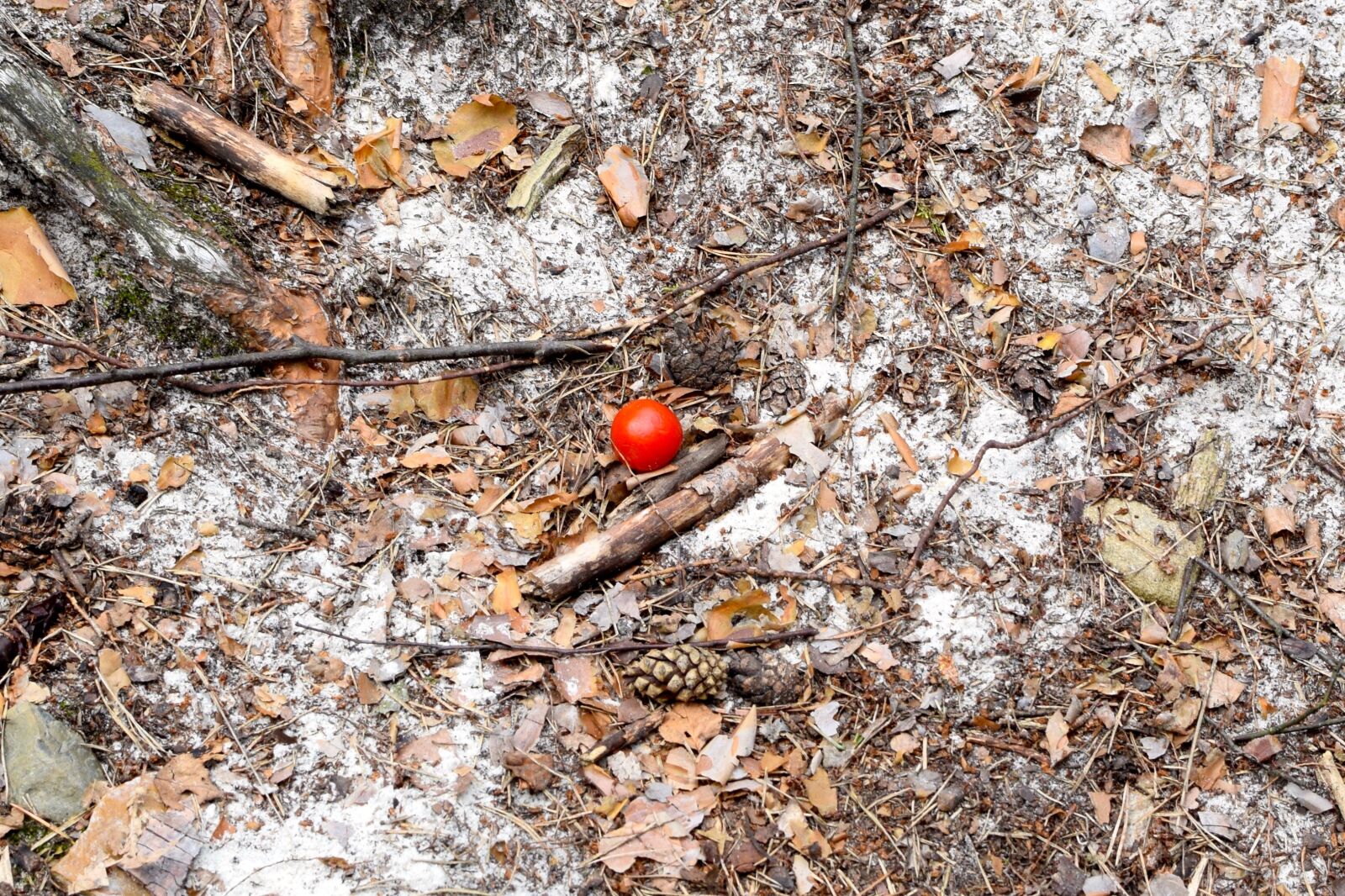 Nikon D5300 sample photo. Tomato, rest, picnic photography
