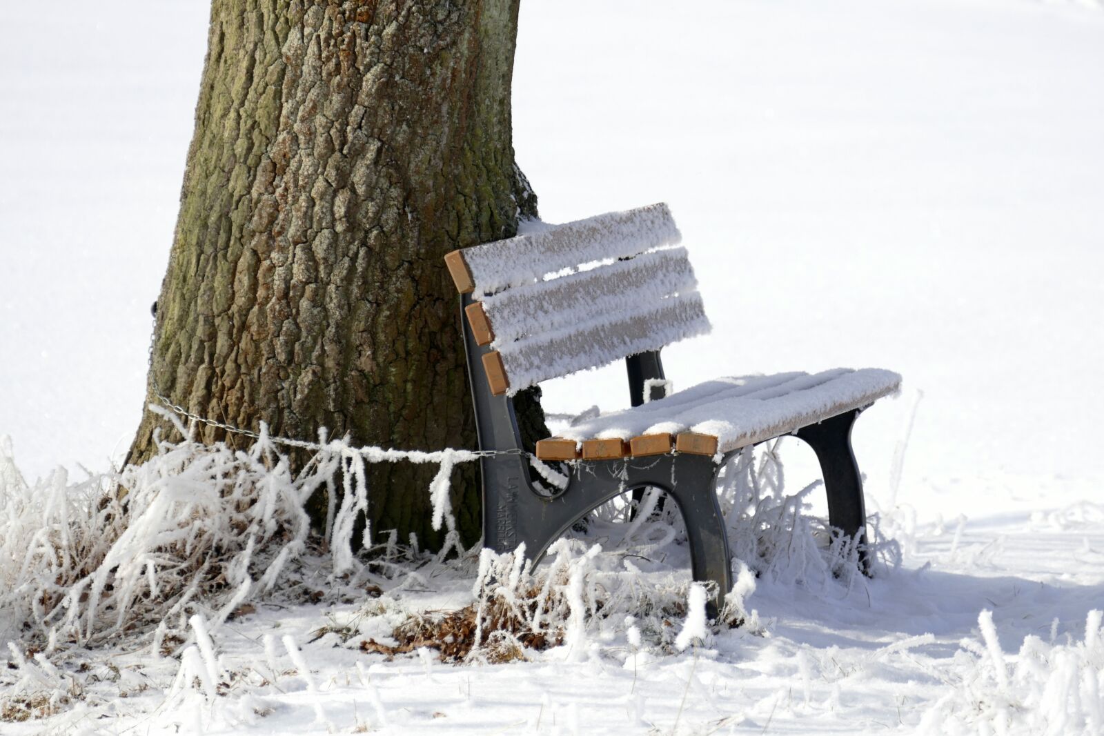 Panasonic Lumix DMC-FZ1000 sample photo. Winter, frost, bank photography