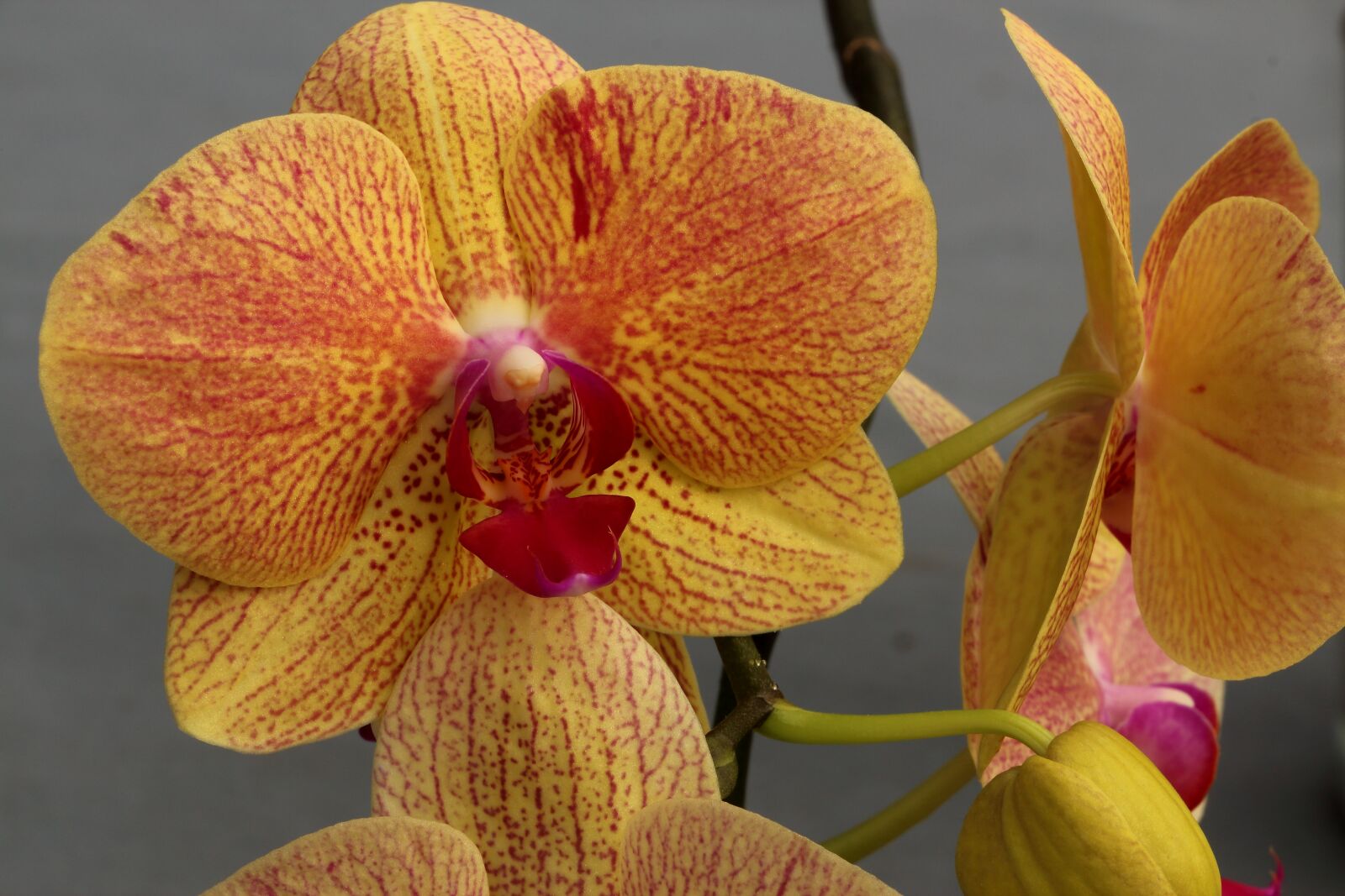 Canon EOS 700D (EOS Rebel T5i / EOS Kiss X7i) sample photo. Orchid, orchid flower, blossom photography