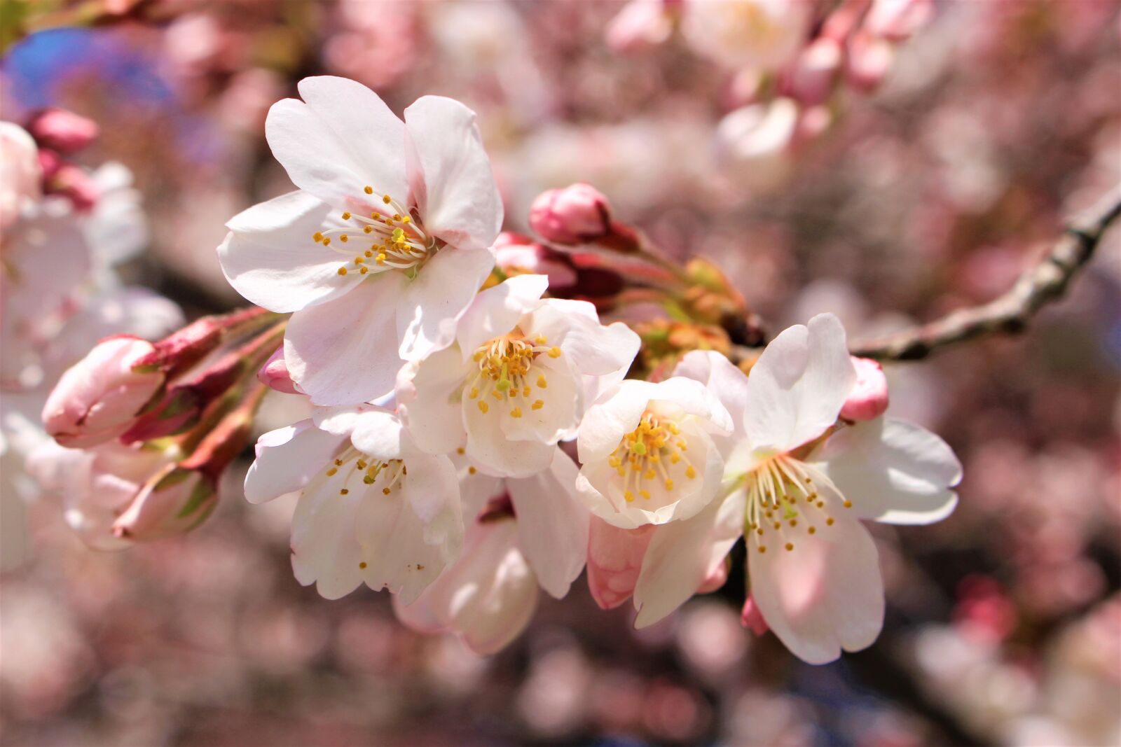 Canon EOS 100D (EOS Rebel SL1 / EOS Kiss X7) sample photo. Cherry blossom, japan, sakura photography
