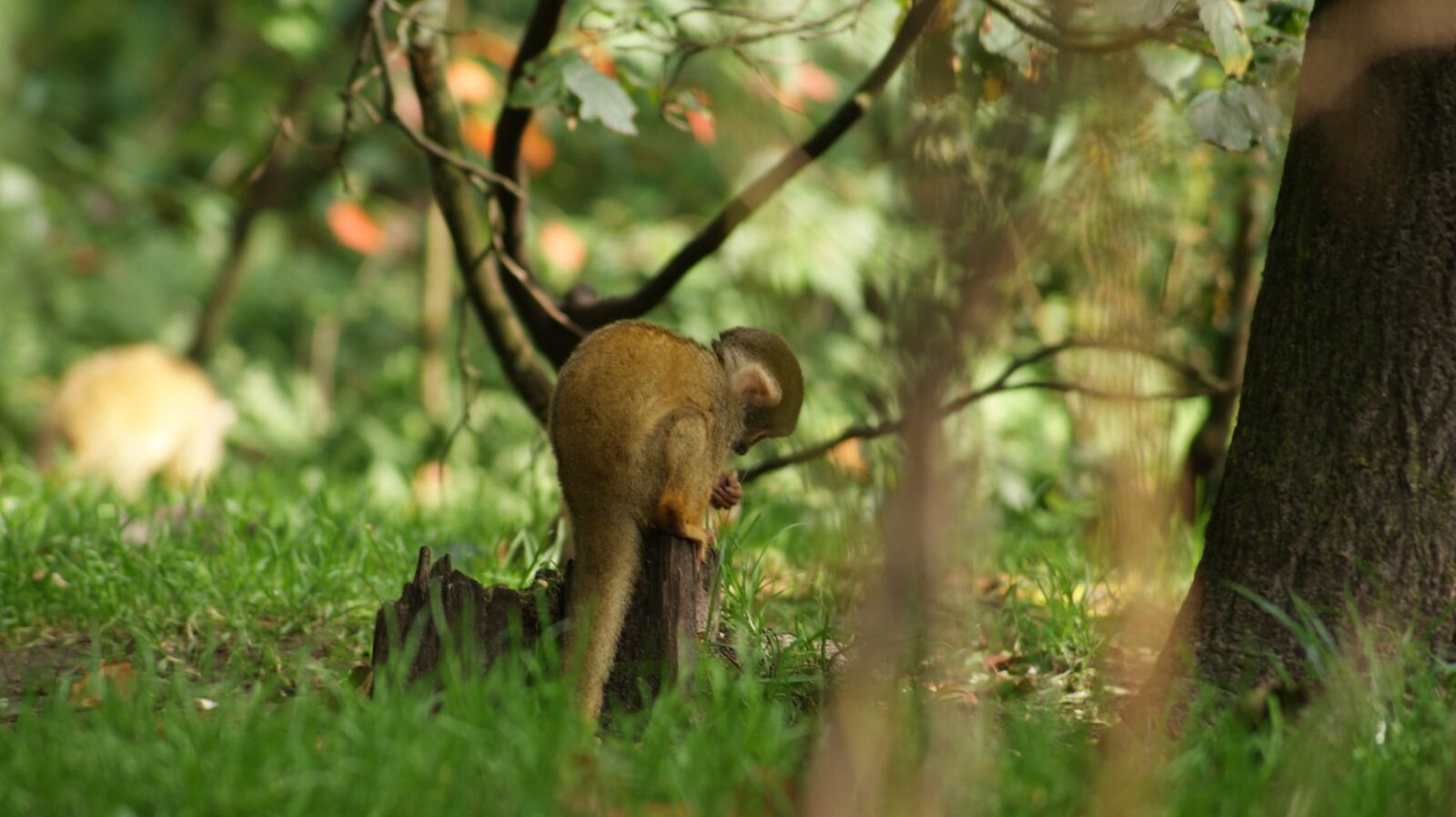 Sony Alpha DSLR-A230 + Sony DT 55-200mm F4-5.6 SAM sample photo. Animal, capuchin, fauna, food photography