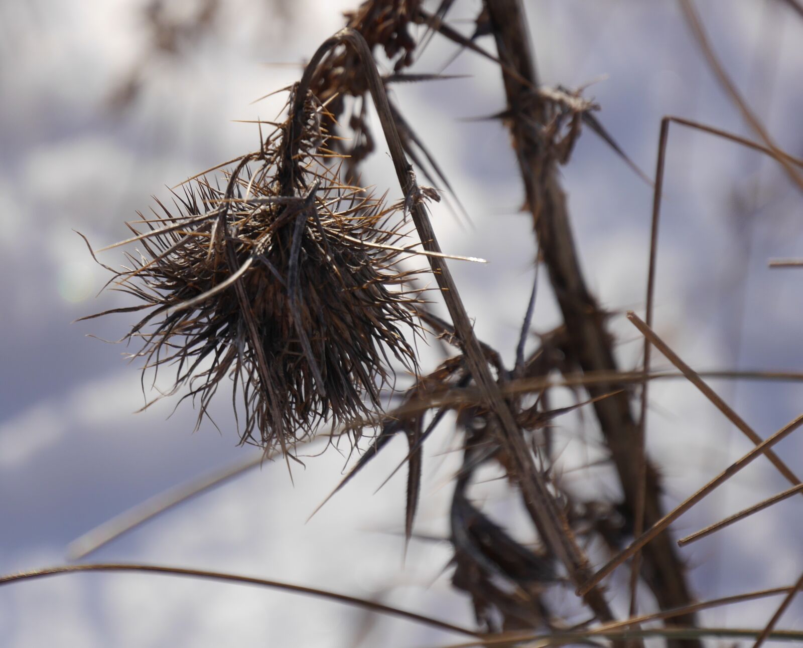 Panasonic Lumix DMC-G6 sample photo. Thistle, autumn, nature photography