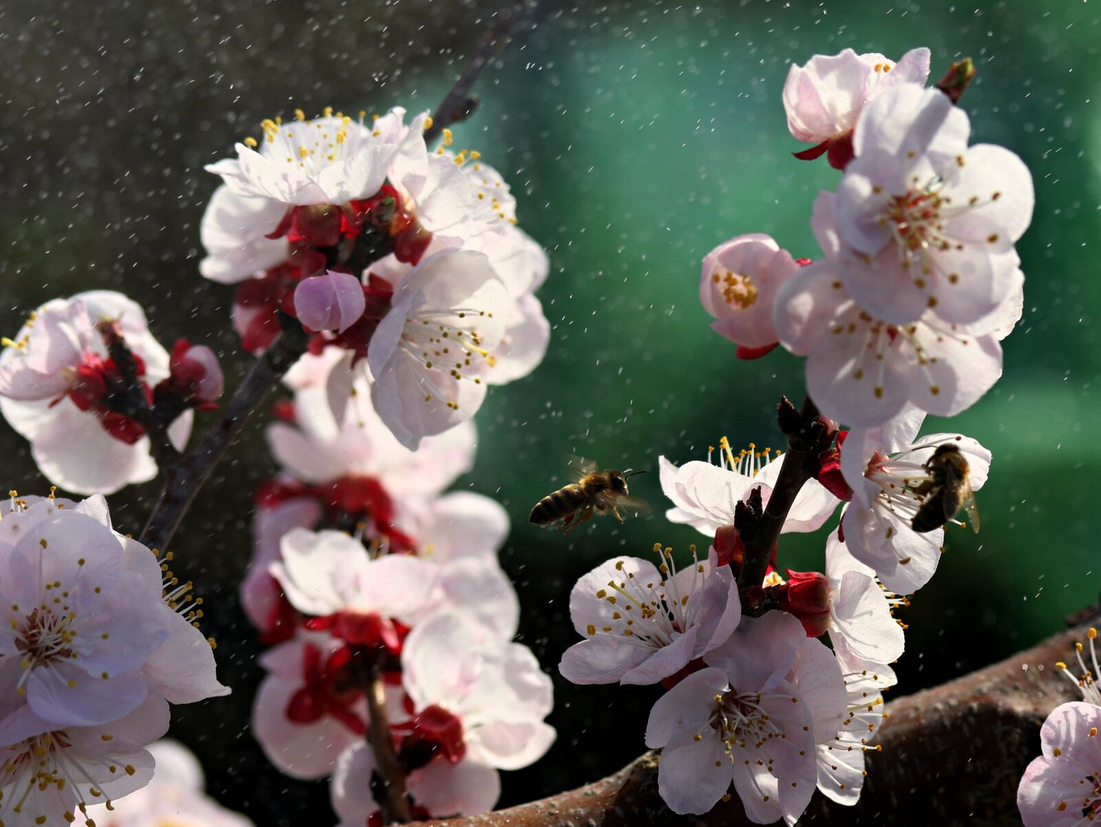 Canon EF-S 60mm F2.8 Macro USM sample photo. Flowers, white, spring photography