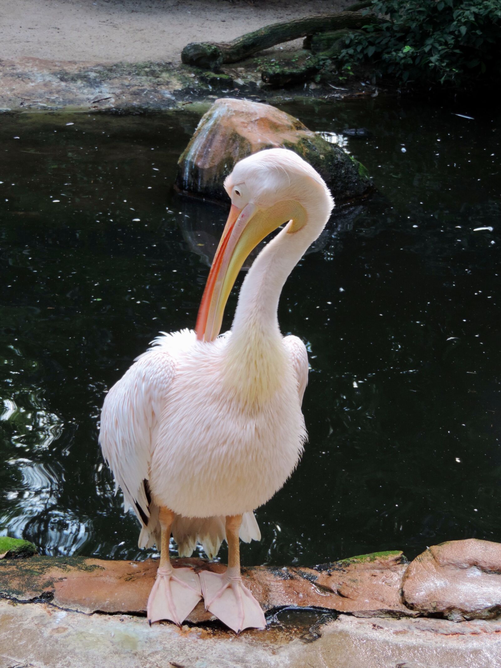Nikon Coolpix P520 sample photo. Pelikan, water bird, plumage photography