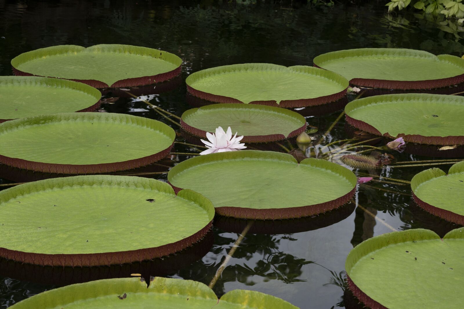 Nikon Z7 sample photo. Water lily, lily pad photography