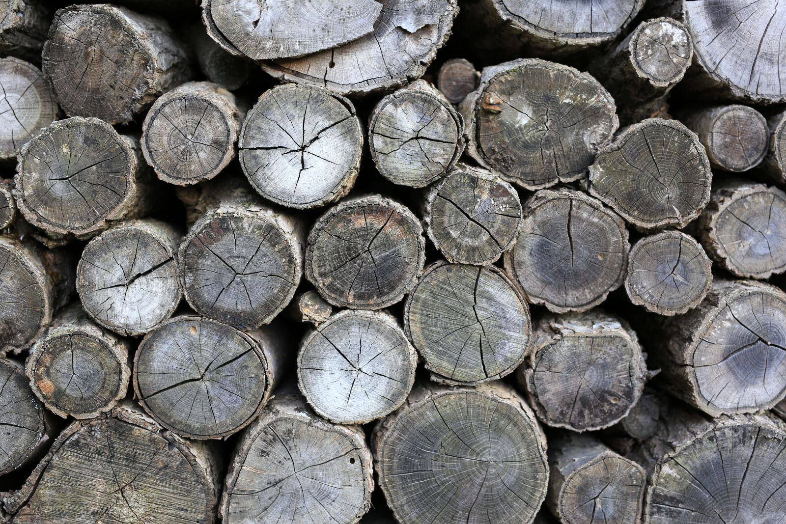 Canon EOS 6D sample photo. Wood, section, nature photography