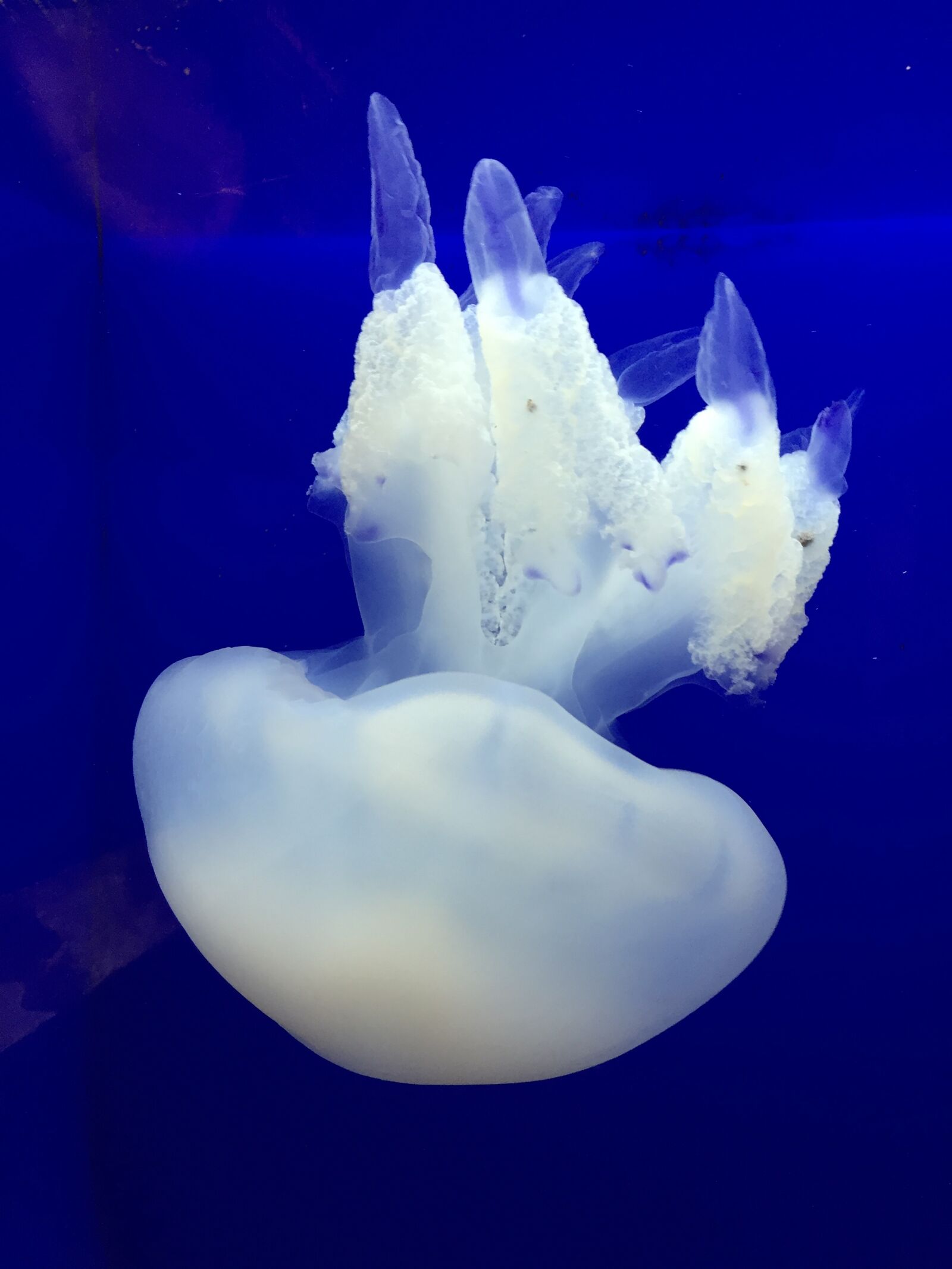 Apple iPhone 6 sample photo. Jellyfish, sea, sea ​​animals photography