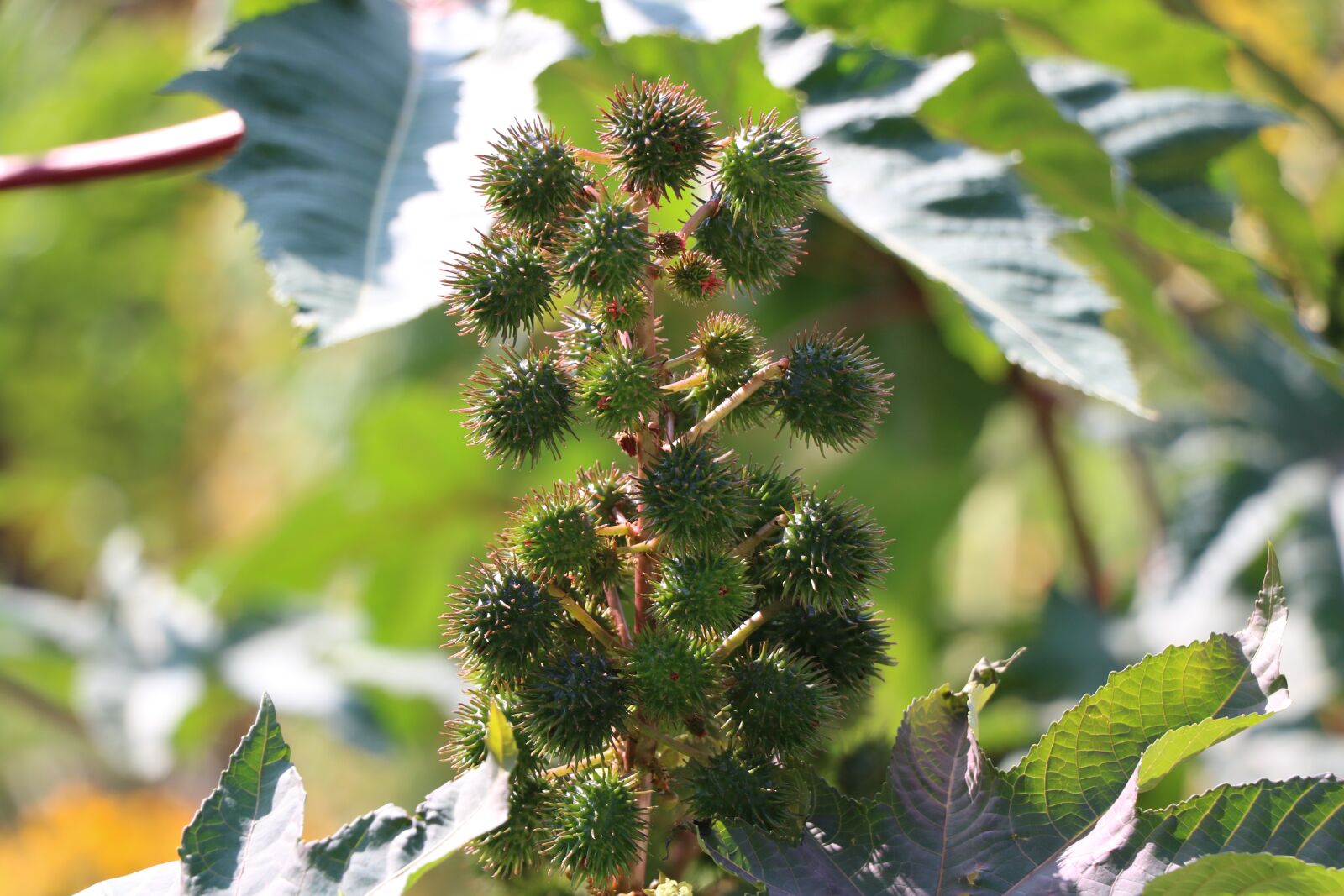 Canon EOS 760D (EOS Rebel T6s / EOS 8000D) + Canon EF-S 18-135mm F3.5-5.6 IS USM sample photo. Plant, nature, park photography