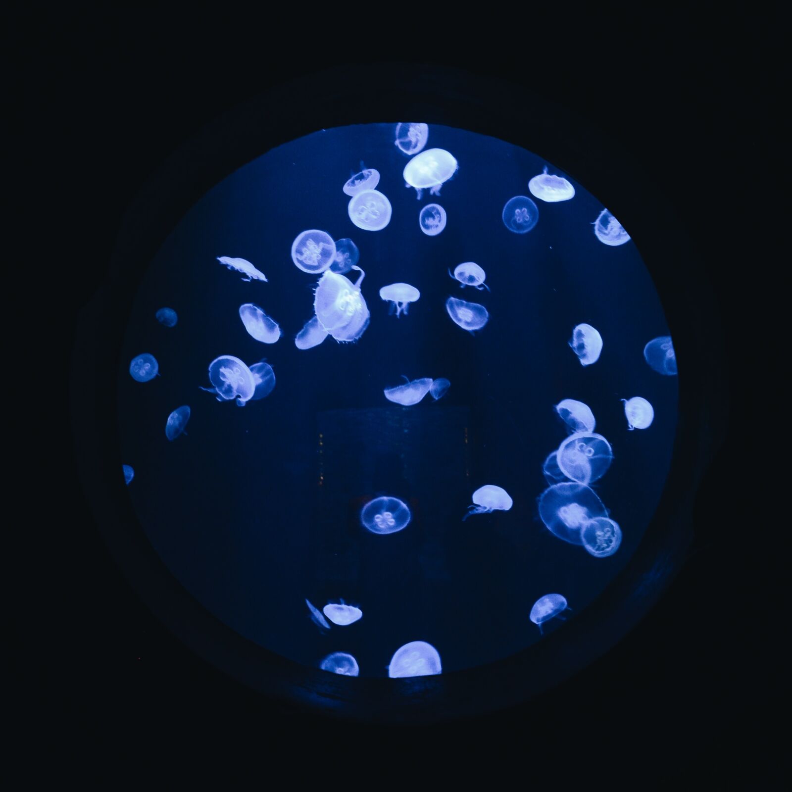 Nikon D5100 sample photo. Jellyfish, sea photography