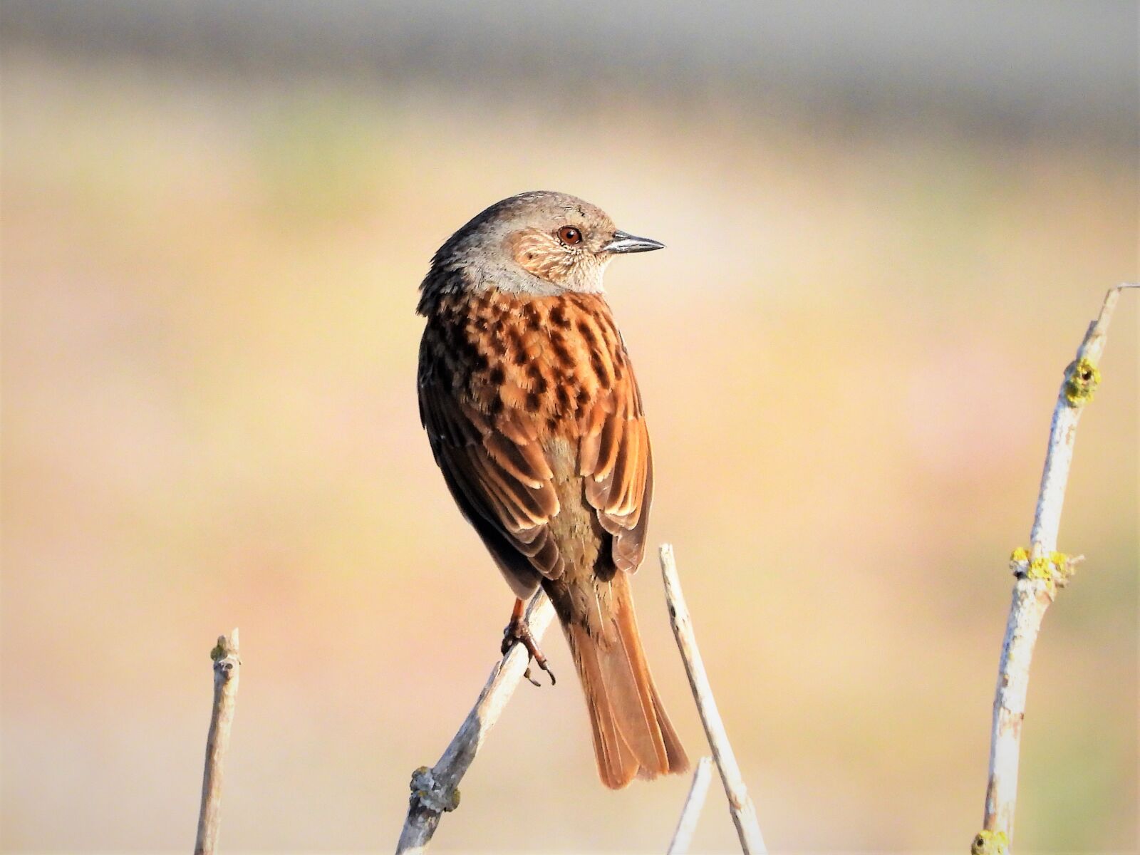Nikon Coolpix P1000 sample photo. Dunnock, dunnock a man photography