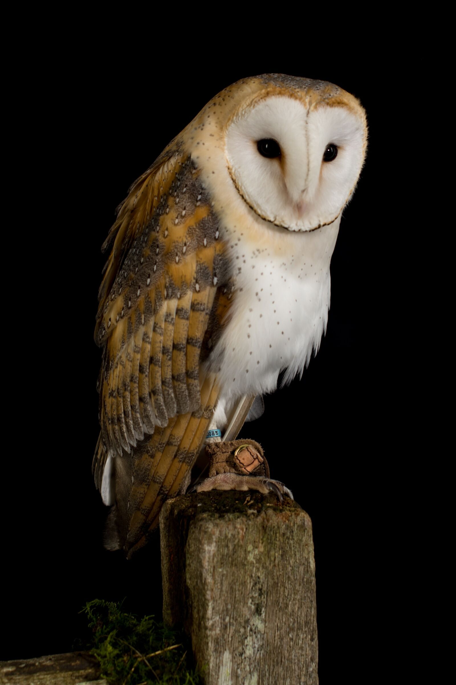 Nikon D7100 sample photo. Owl, bird, animal photography