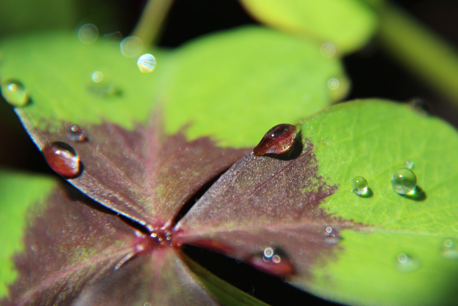 Canon EOS 1200D (EOS Rebel T5 / EOS Kiss X70 / EOS Hi) sample photo. Klee, lucky clover, drip photography