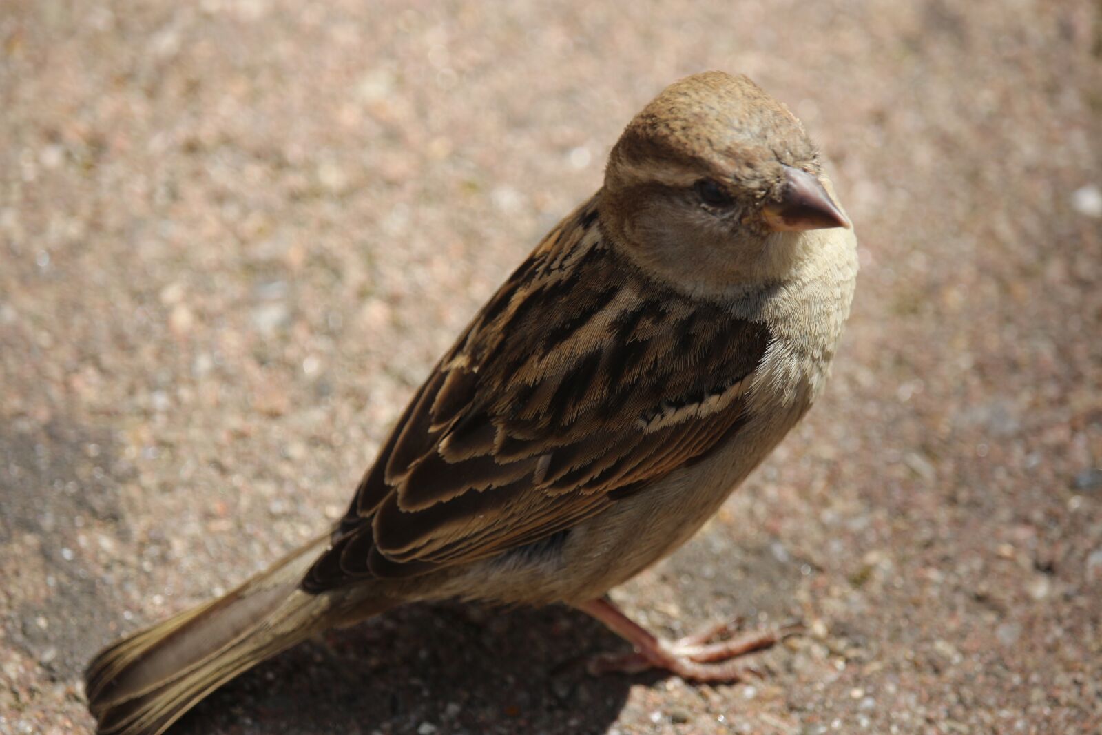 Canon EOS 700D (EOS Rebel T5i / EOS Kiss X7i) sample photo. Bird, sparrow, animal photography