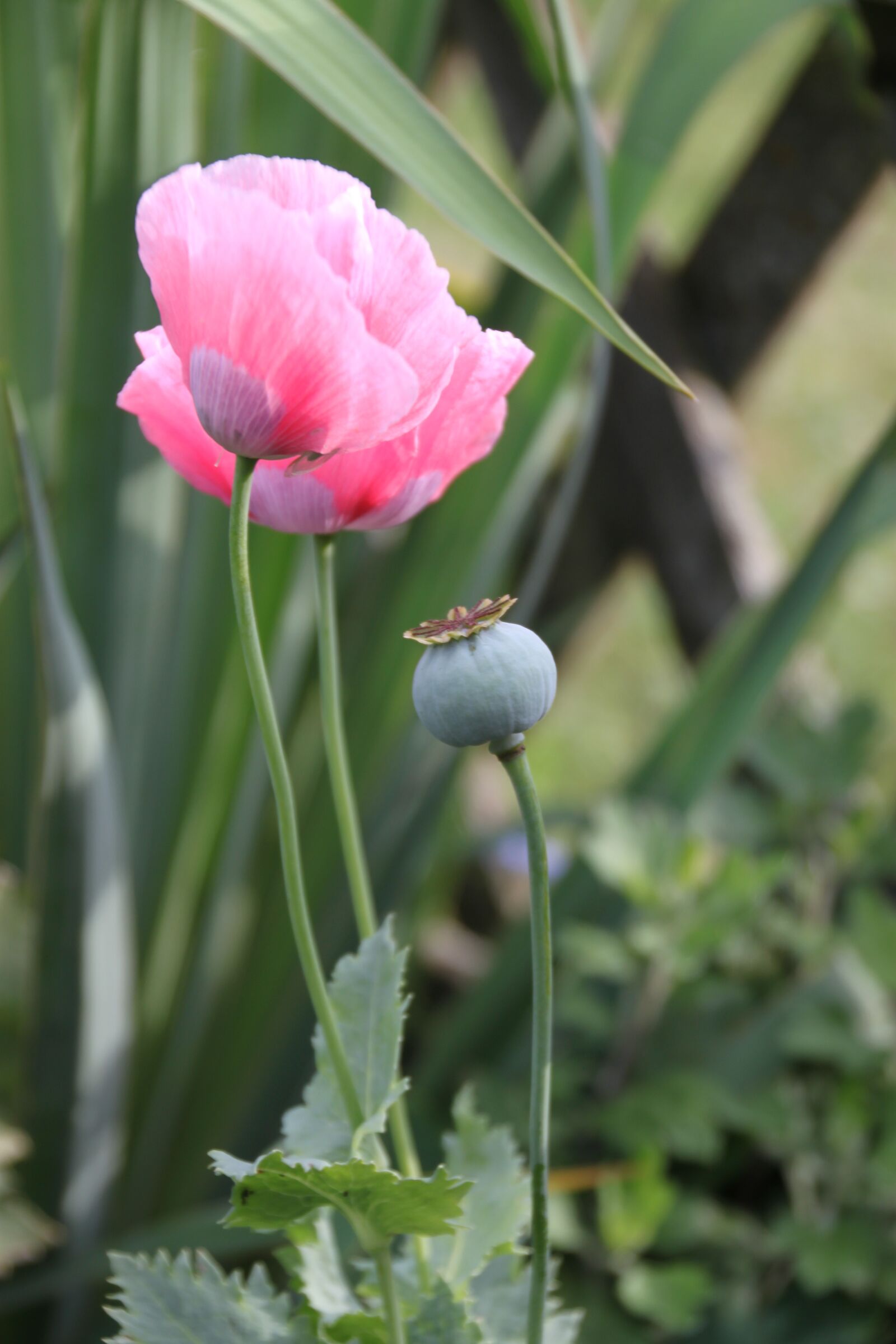 Canon EOS 500D (EOS Rebel T1i / EOS Kiss X3) sample photo. Poppy, pink, nature photography