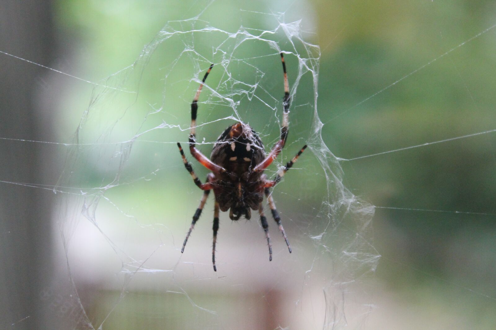 Canon EOS 1100D (EOS Rebel T3 / EOS Kiss X50) sample photo. Spider, creepy, spiderweb photography