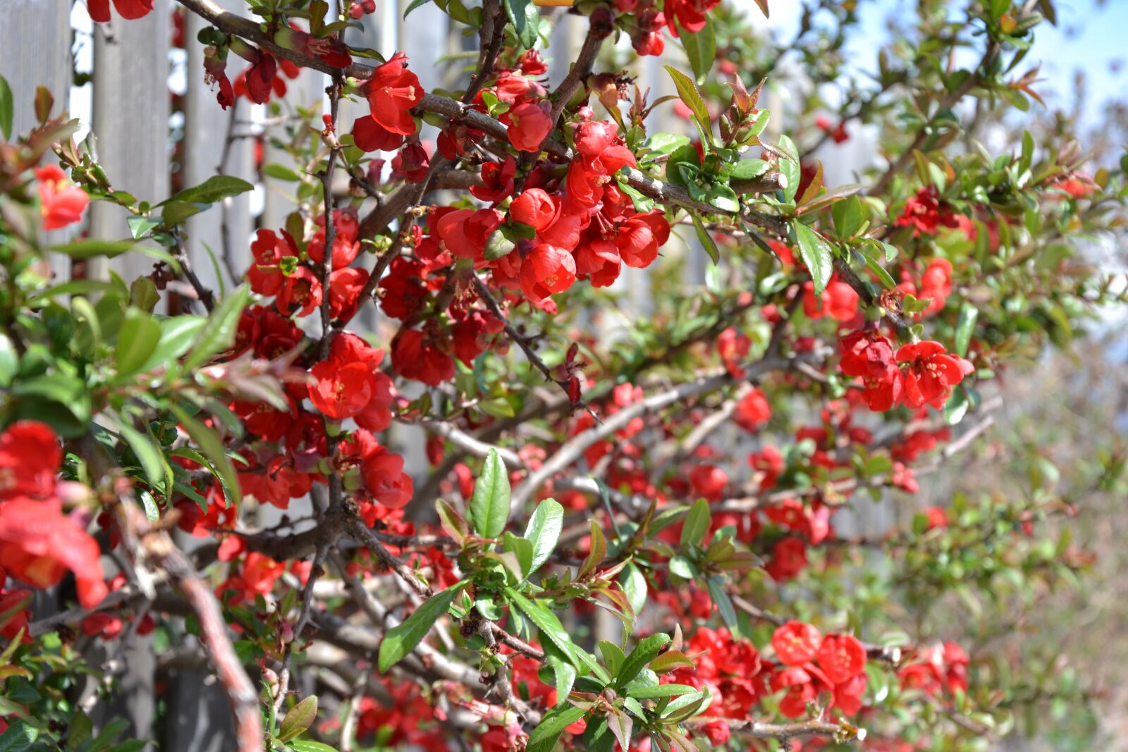 Nikon D3100 sample photo. Bush, red, flowers photography
