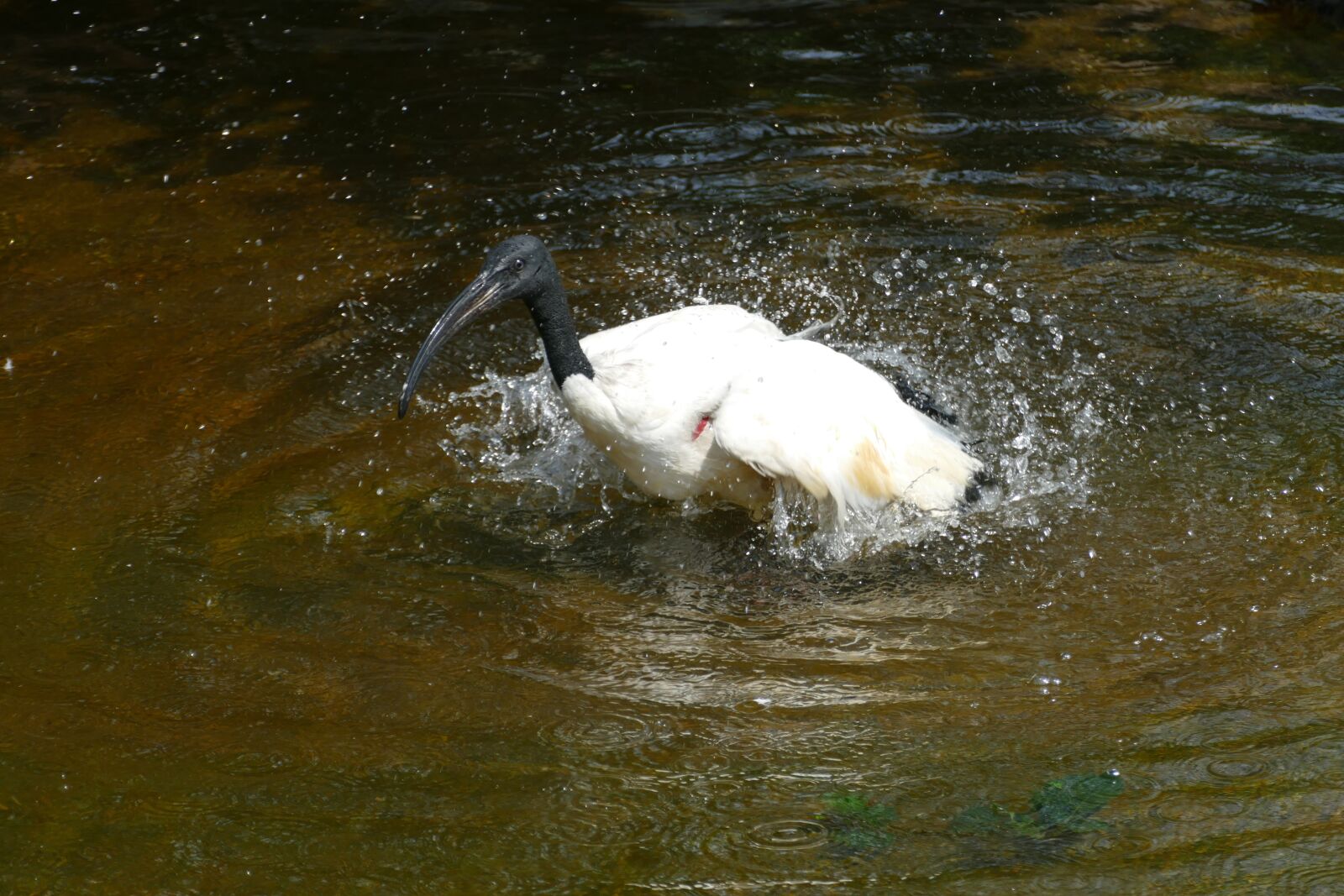 Panasonic Lumix DMC-FZ1000 sample photo. Ibis, sacred ibis, threskiornis photography