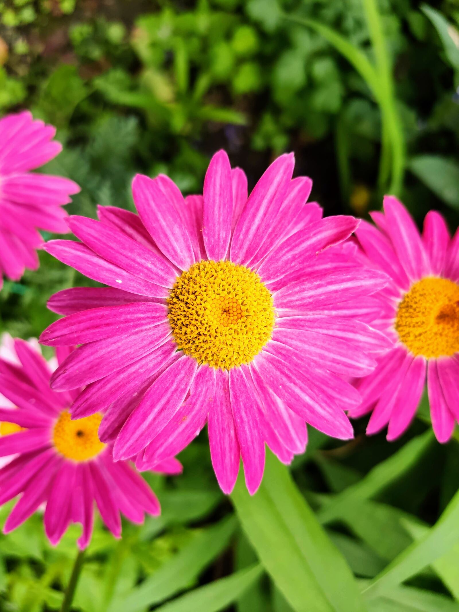 Xiaomi MI 9 sample photo. Flower, pink, nature photography