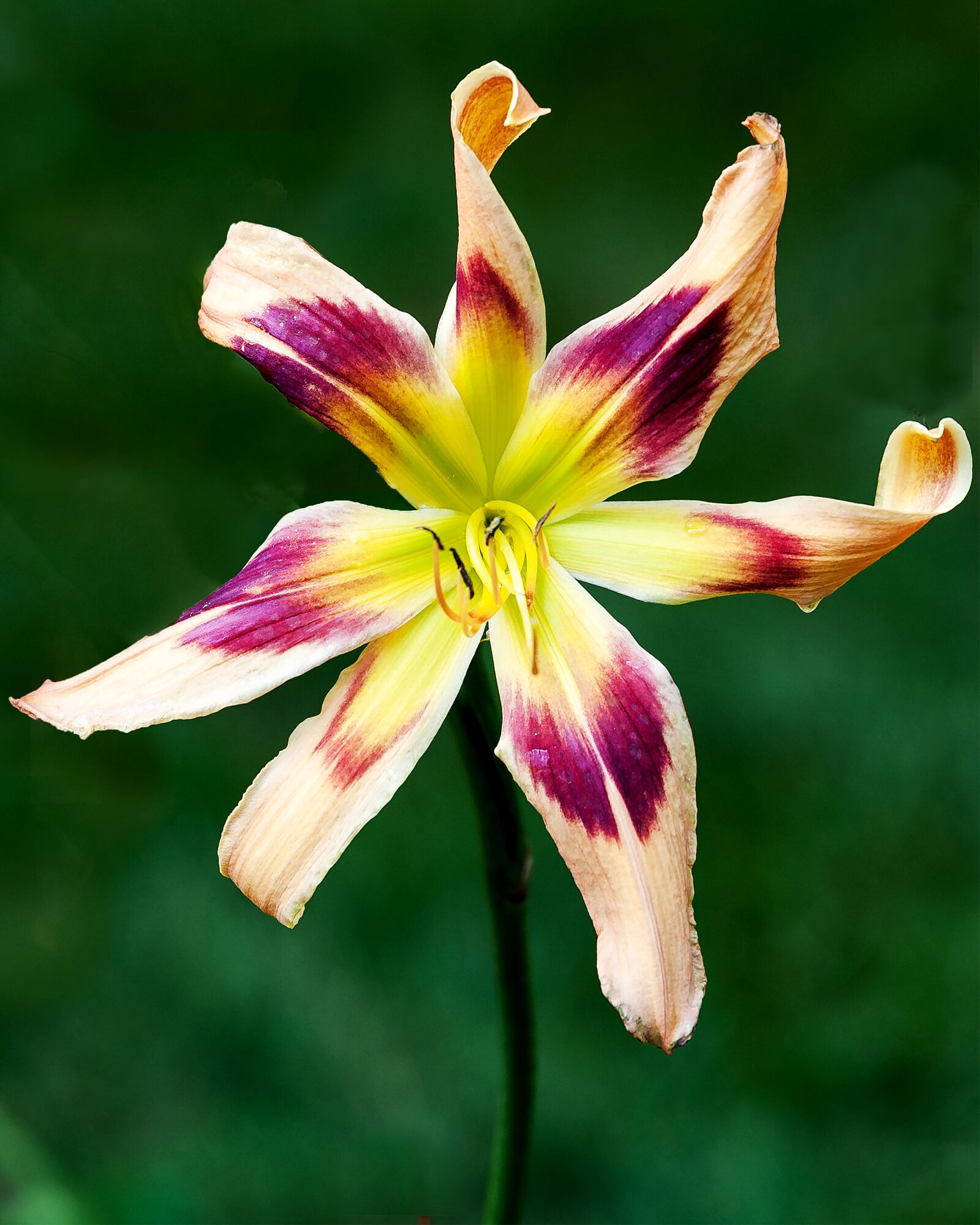 Nikon D700 sample photo. Flower, daylily, nature photography