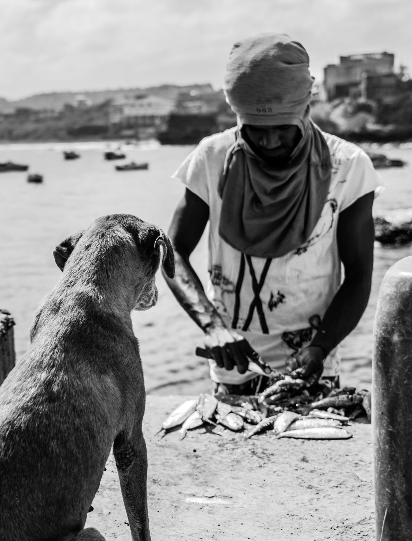 Nikon D750 sample photo. Dog, fish, one block photography
