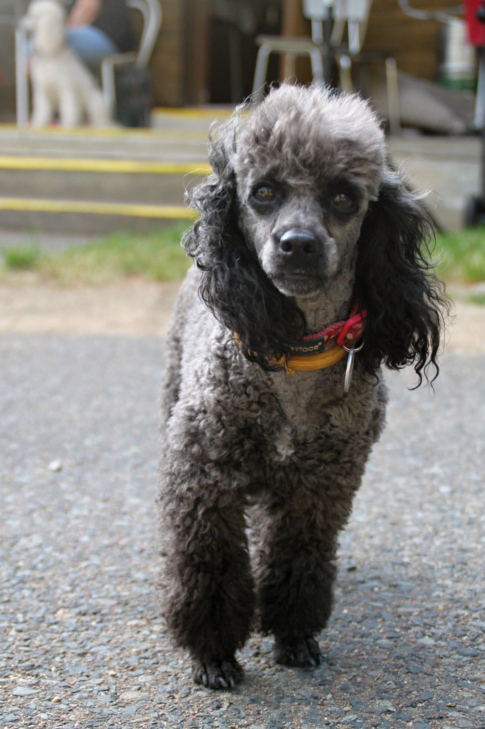 Canon EOS 1100D (EOS Rebel T3 / EOS Kiss X50) sample photo. Poodle, miniature poodle, dog photography