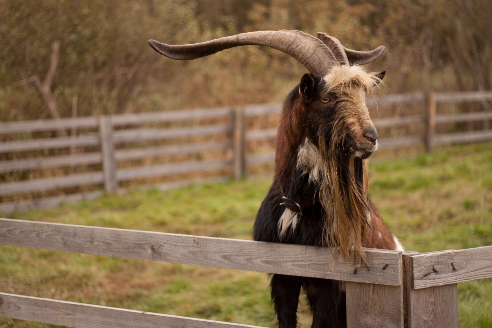 Canon EOS 500D (EOS Rebel T1i / EOS Kiss X3) + Canon EF 50mm F1.8 II sample photo. Goat, goat buck, animal photography