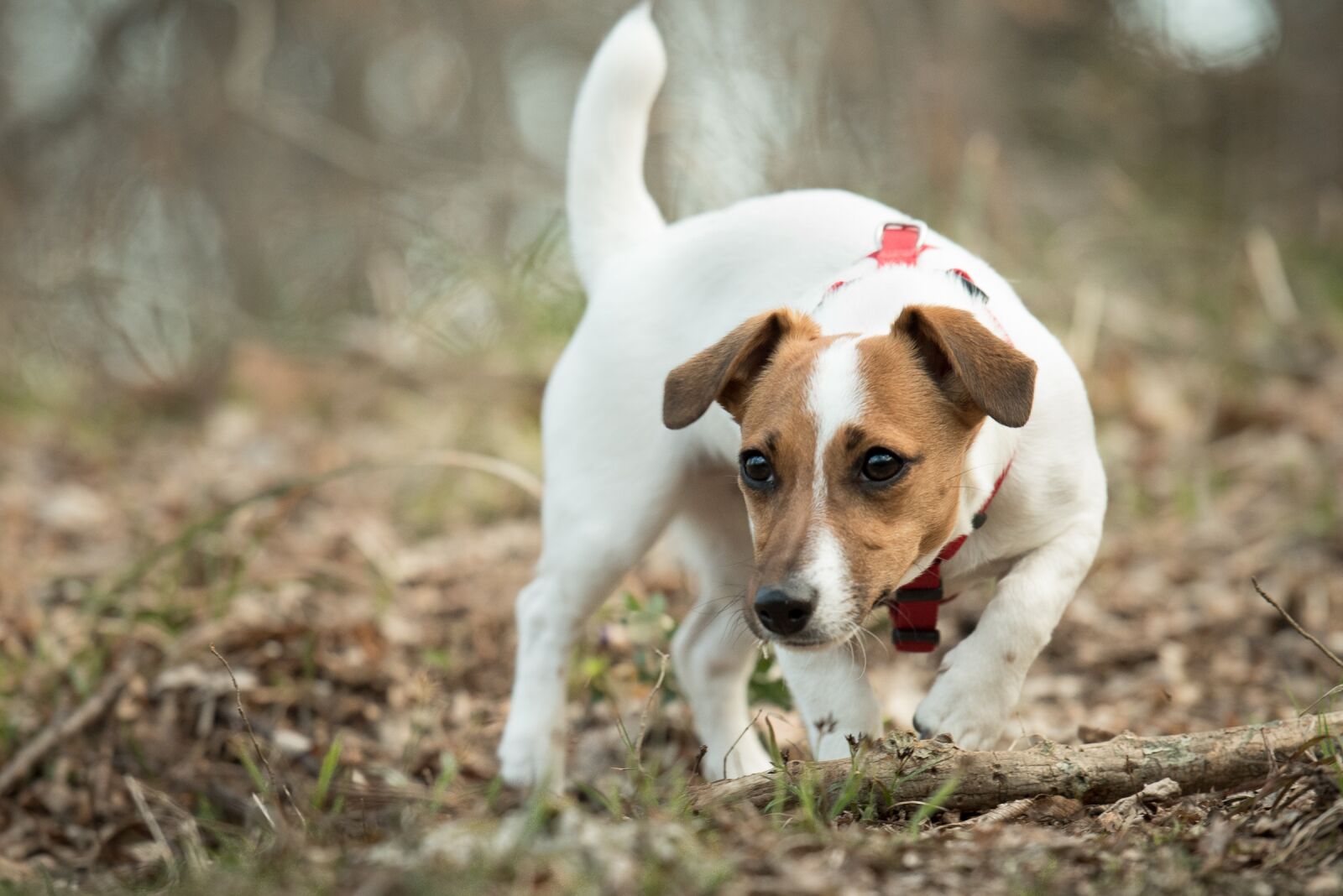 Nikon D750 sample photo. Jack, russell, terrier photography