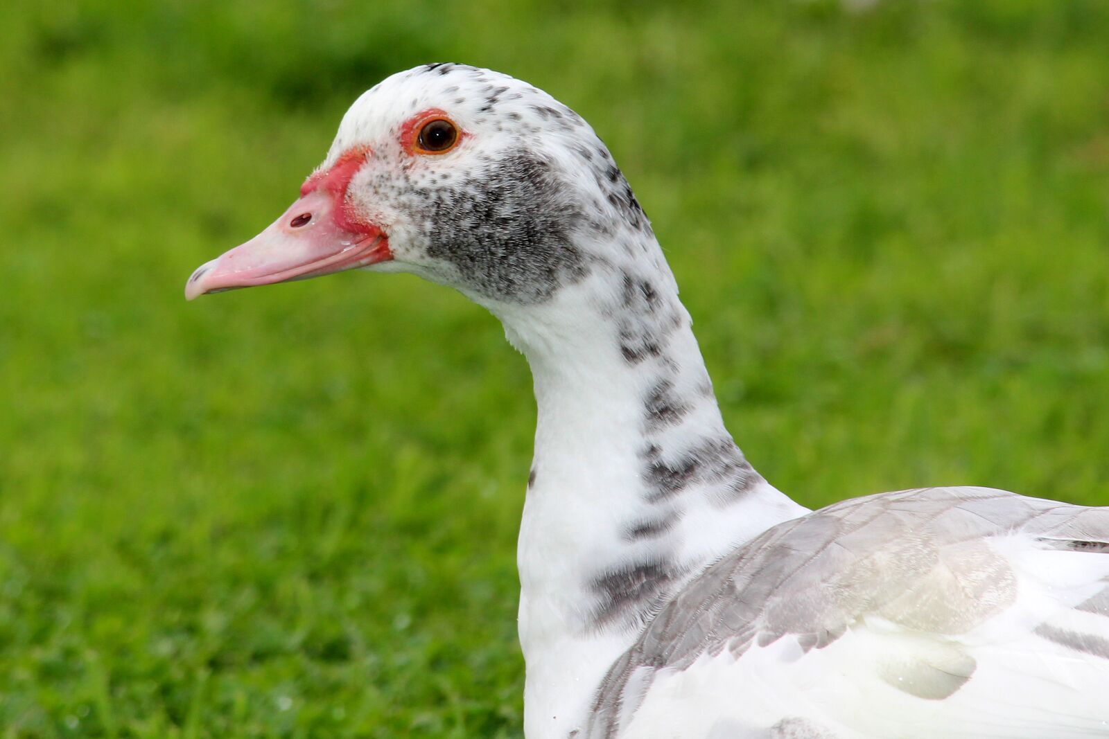 Canon EF-S 55-250mm F4-5.6 IS STM sample photo. Duck, speckled, white photography