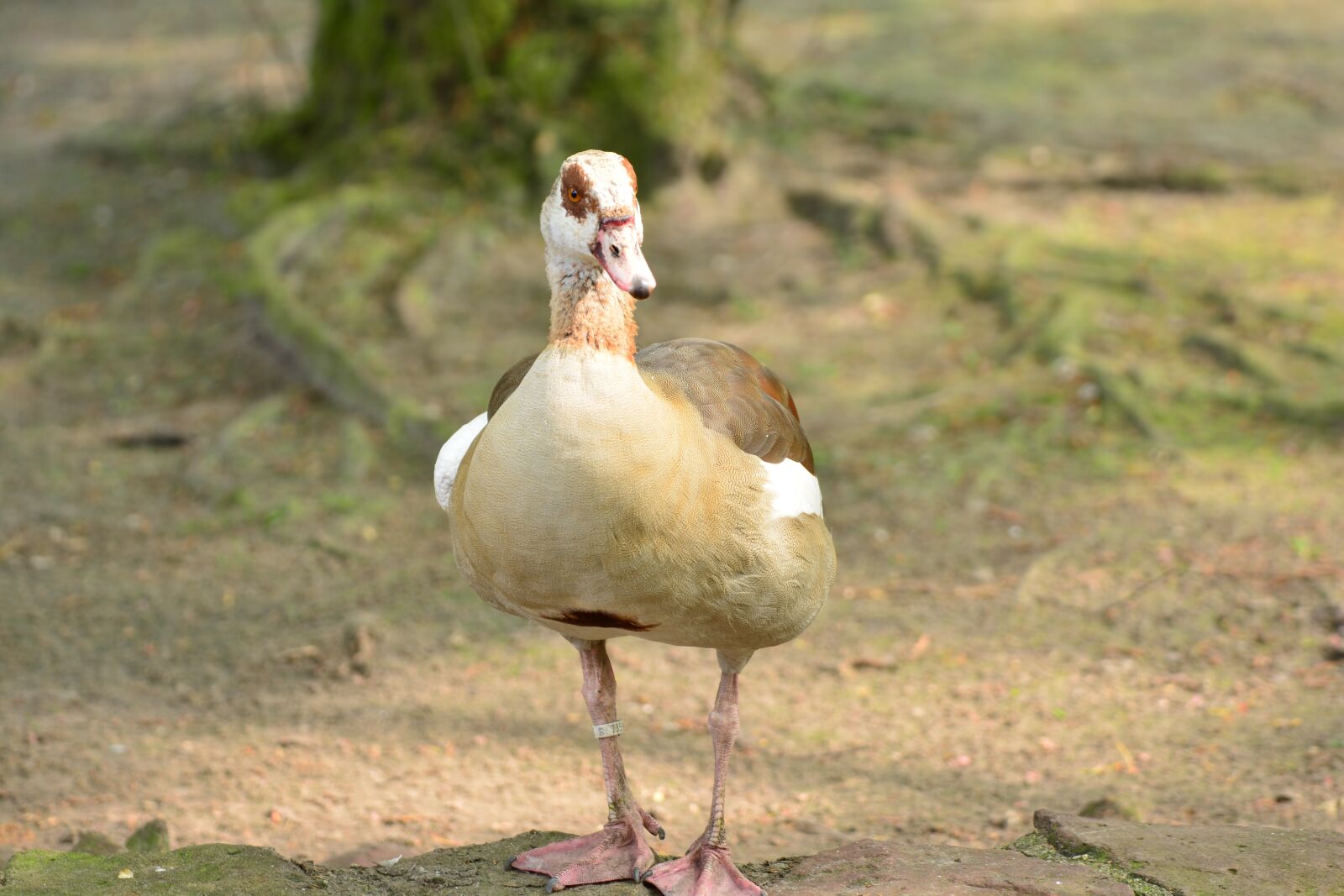 Nikon D5200 sample photo. Duck, animal, feather photography