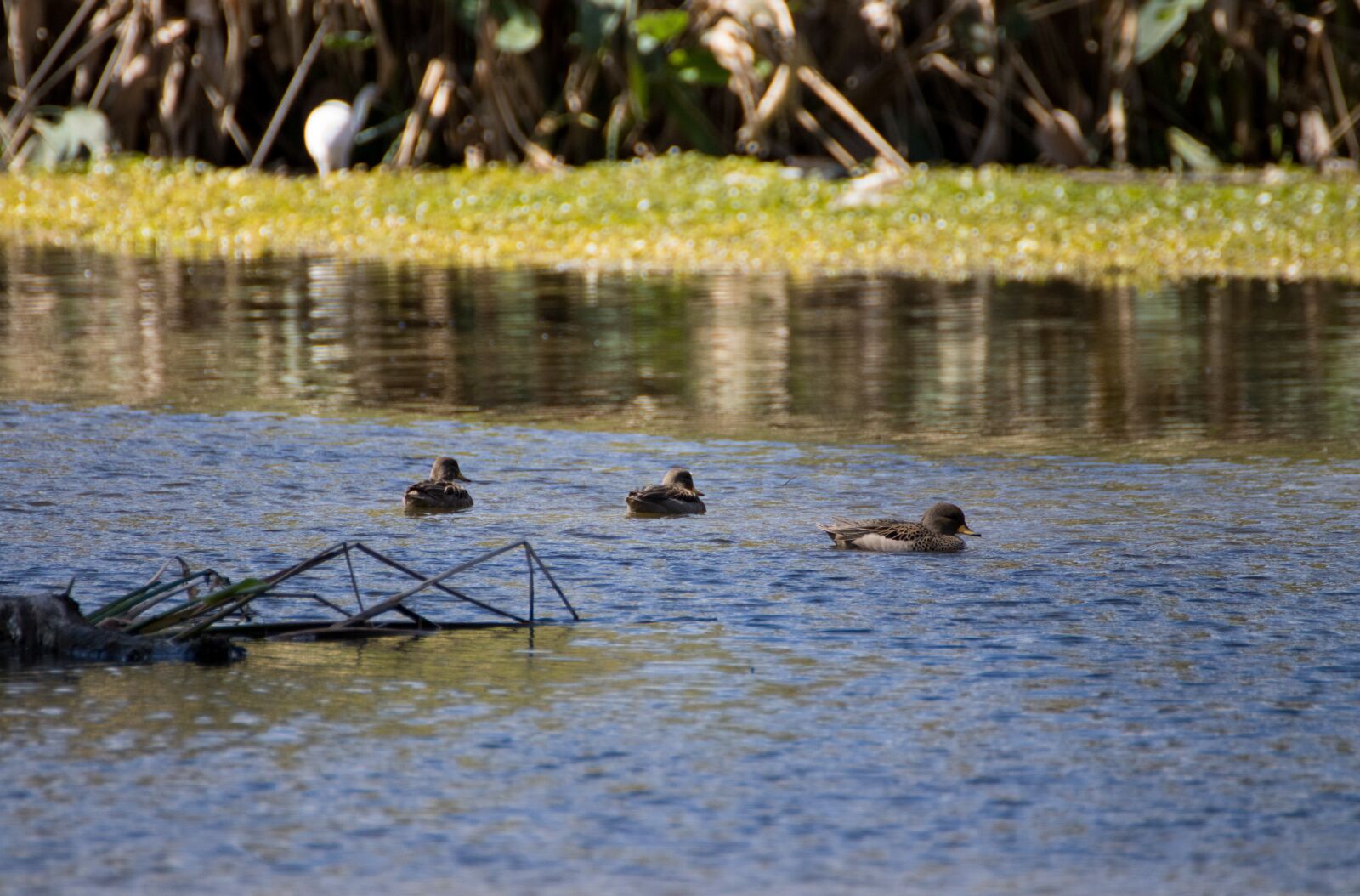 Canon EOS 200D (EOS Rebel SL2 / EOS Kiss X9) sample photo. Ducks, lake, waterfowl photography