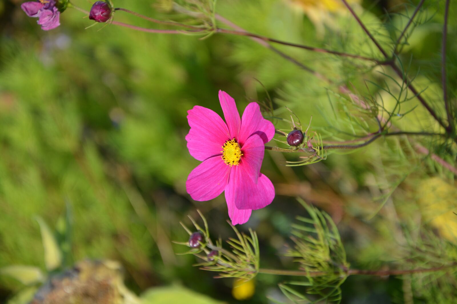 Nikon D5200 sample photo. Flower, buttons flowers, color photography