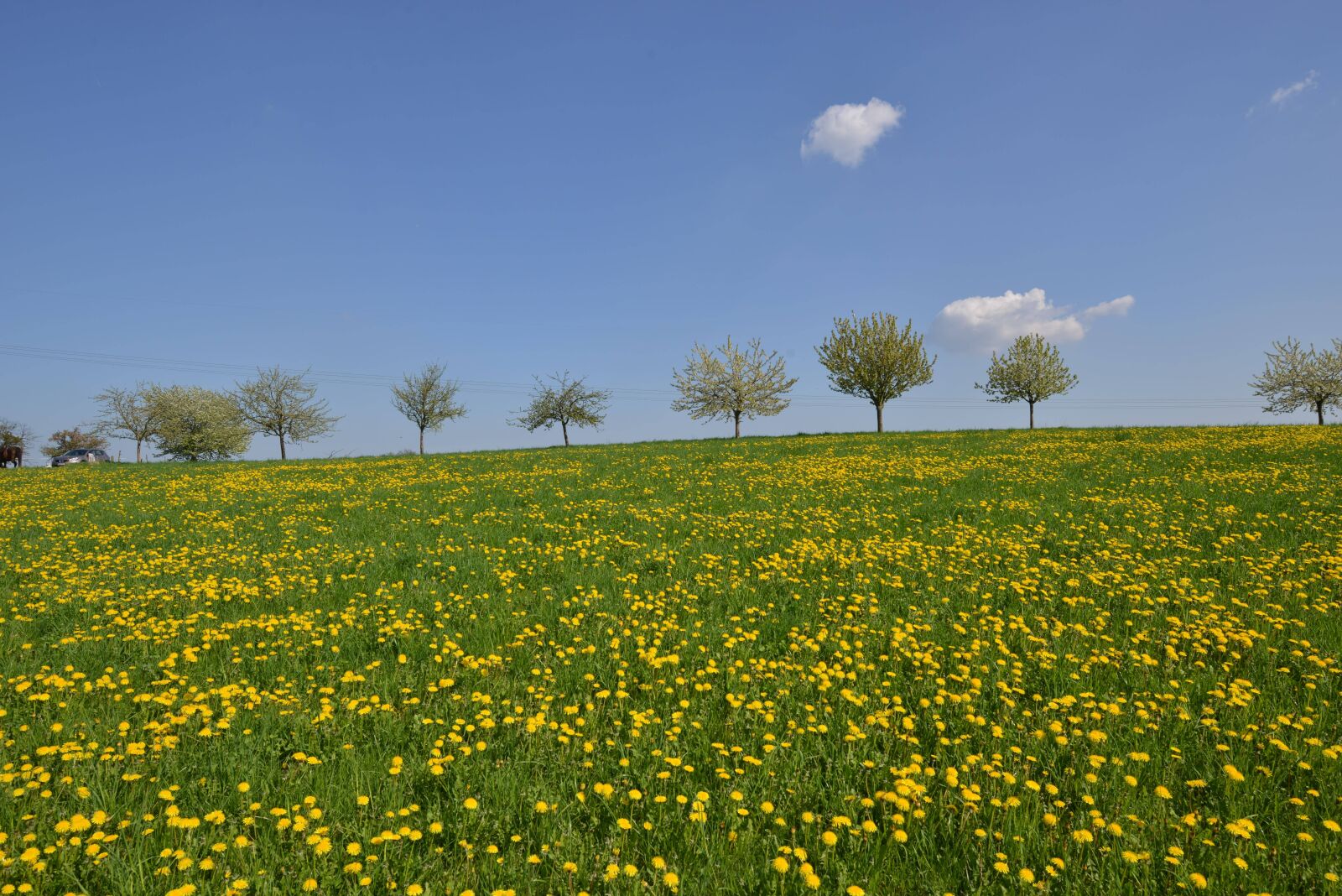 Nikon D800 sample photo. Spessart, meadow, trees photography