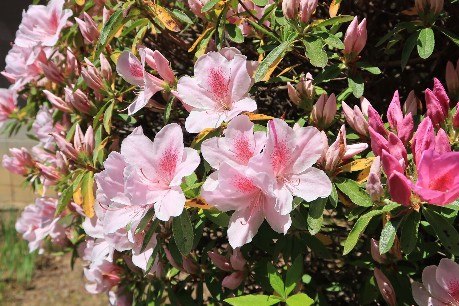 Canon PowerShot G7 X Mark II sample photo. Flowers, plant, natural photography
