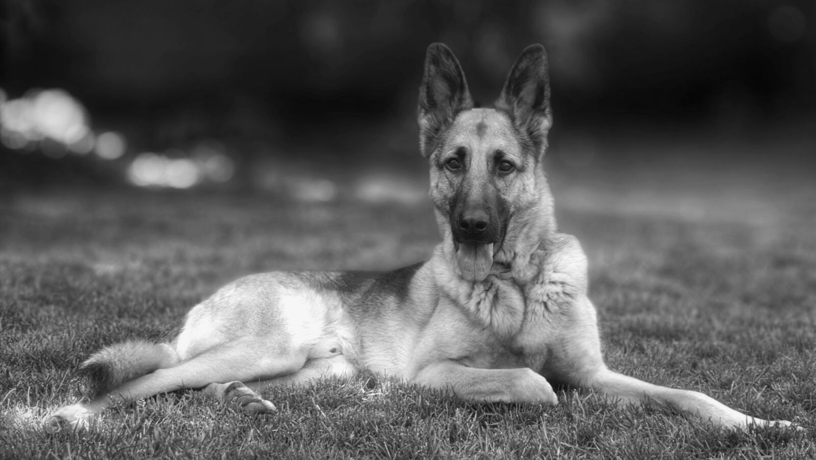 Samsung SM-G965F sample photo. Dog, shepperd, focus photography