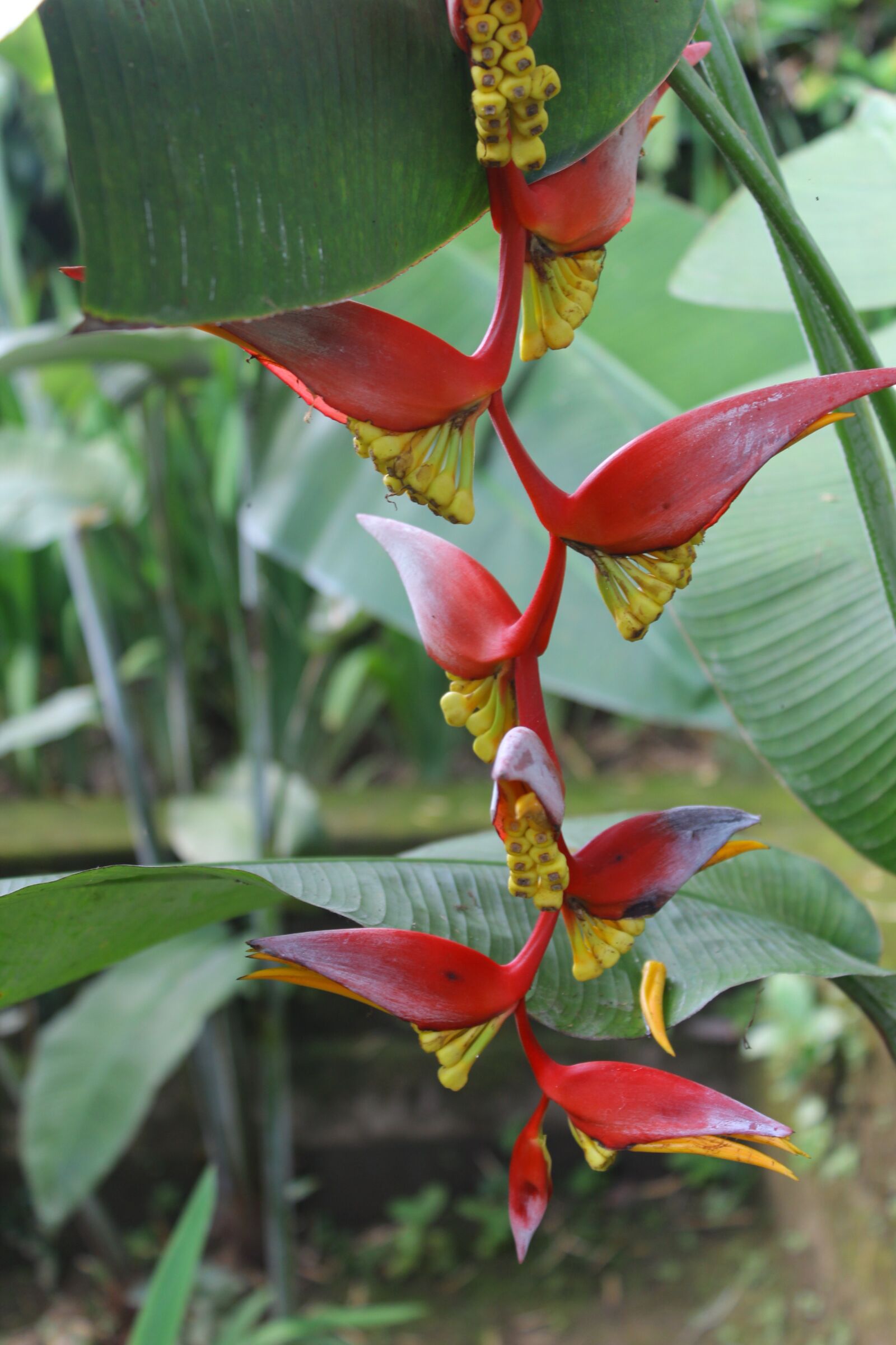 Canon EOS 600D (Rebel EOS T3i / EOS Kiss X5) sample photo. Vertical petard bird banana photography