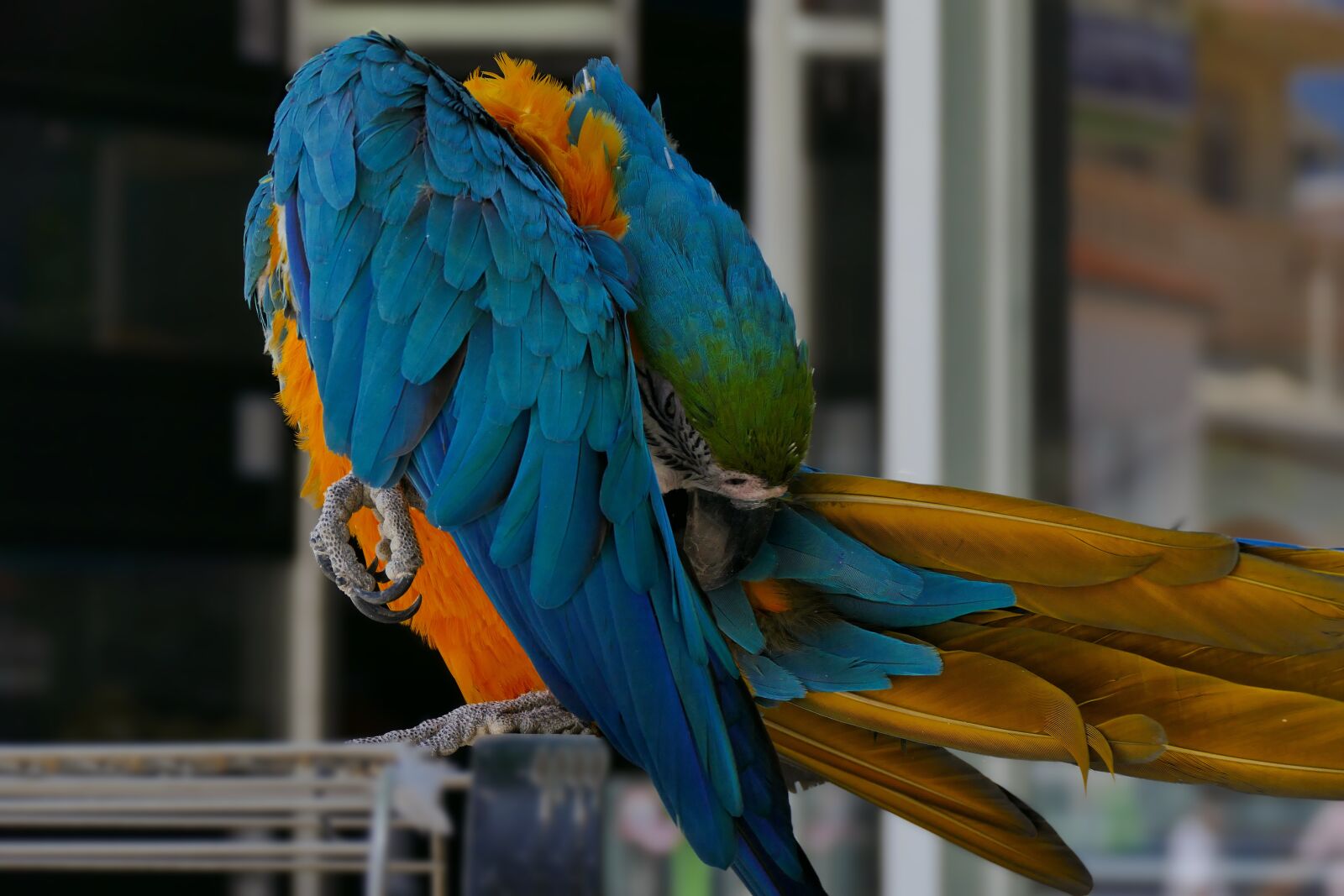 Panasonic Lumix DMC-FZ1000 sample photo. Parrot, colorful parrot, ara photography