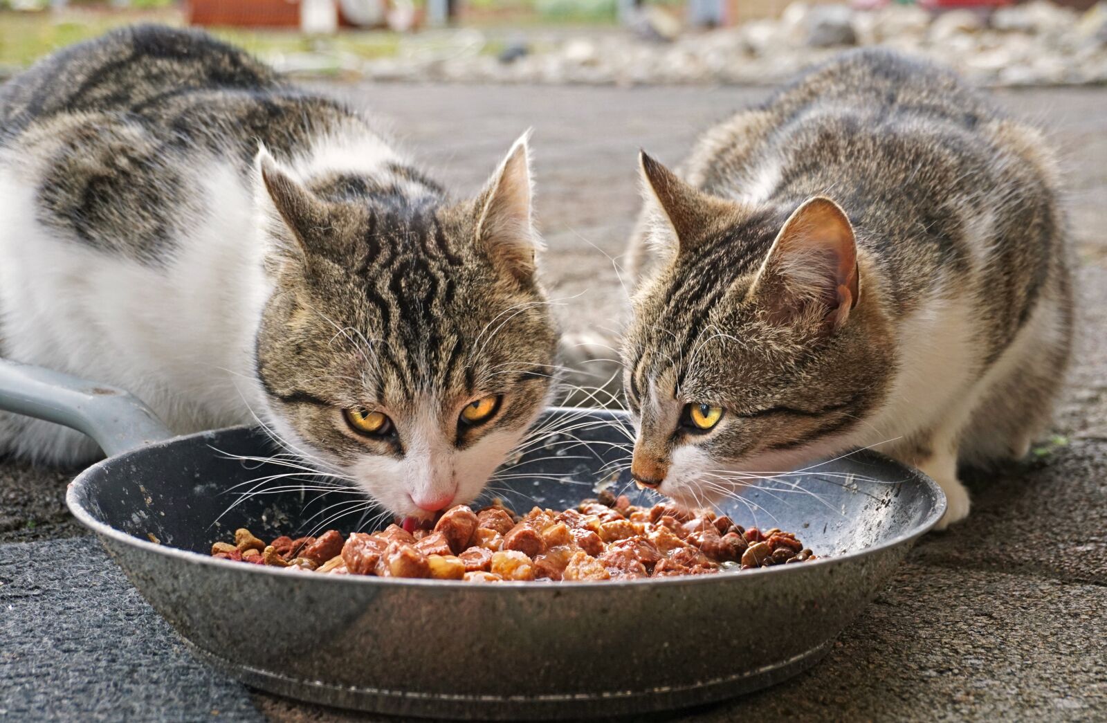 Sony a6300 sample photo. Cats, eating, food photography