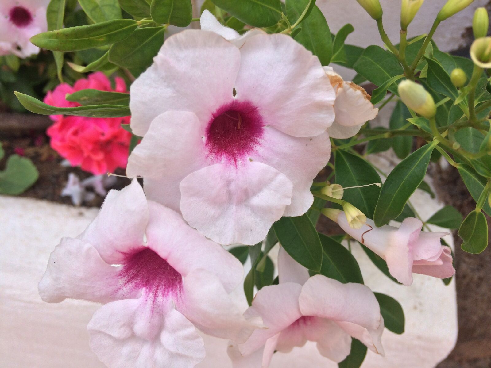 iPhone 5s back camera 4.15mm f/2.2 sample photo. Flower, pink, purple photography